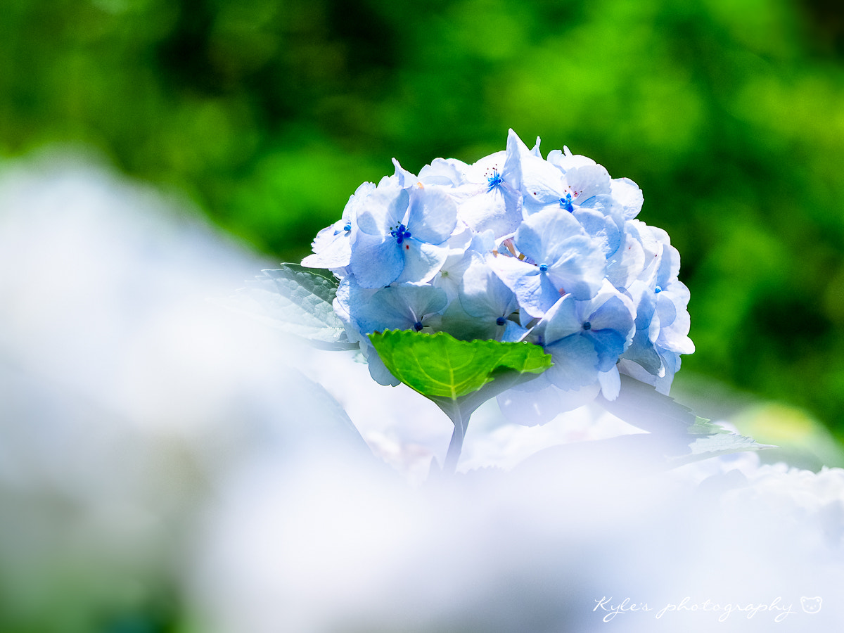 Sigma 150mm F2.8 EX DG Macro HSM sample photo. Hydrangea photography