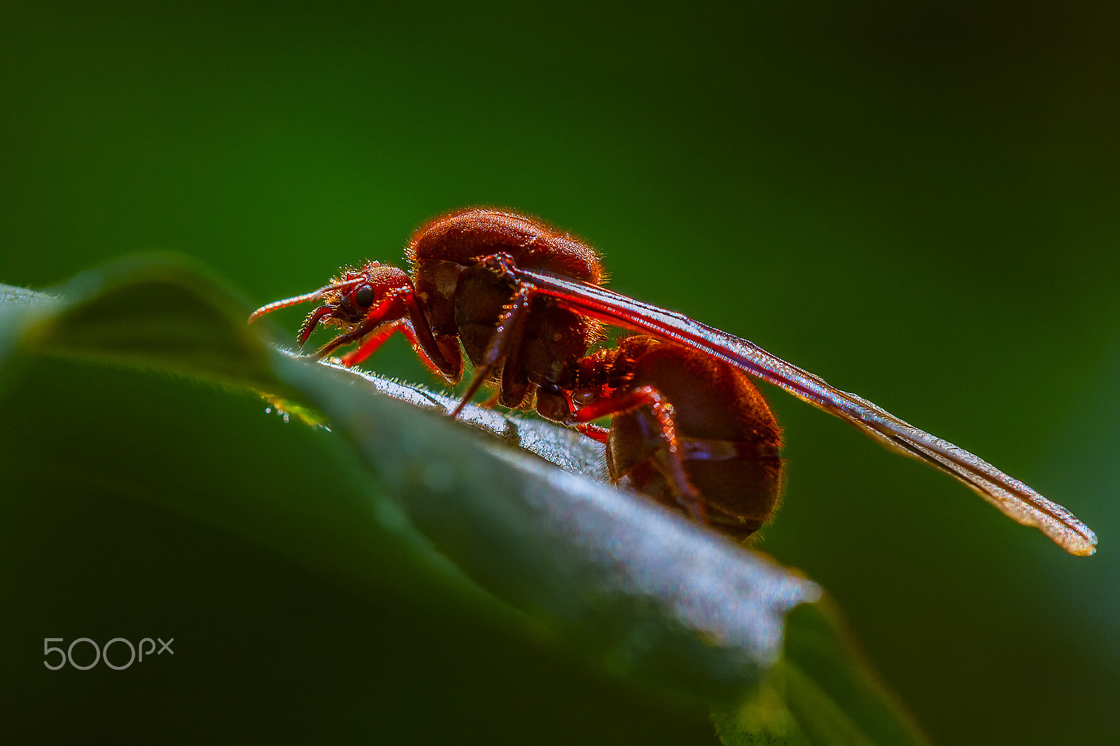 Tamron SP AF 180mm F3.5 Di LD (IF) Macro sample photo. Hormiga culona photography
