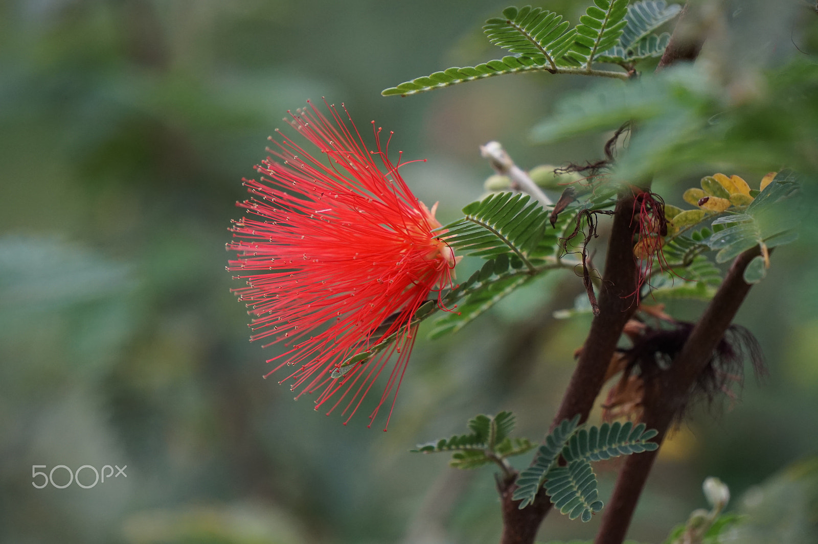 Sony E 55-210mm F4.5-6.3 OSS sample photo. Desert flower photography