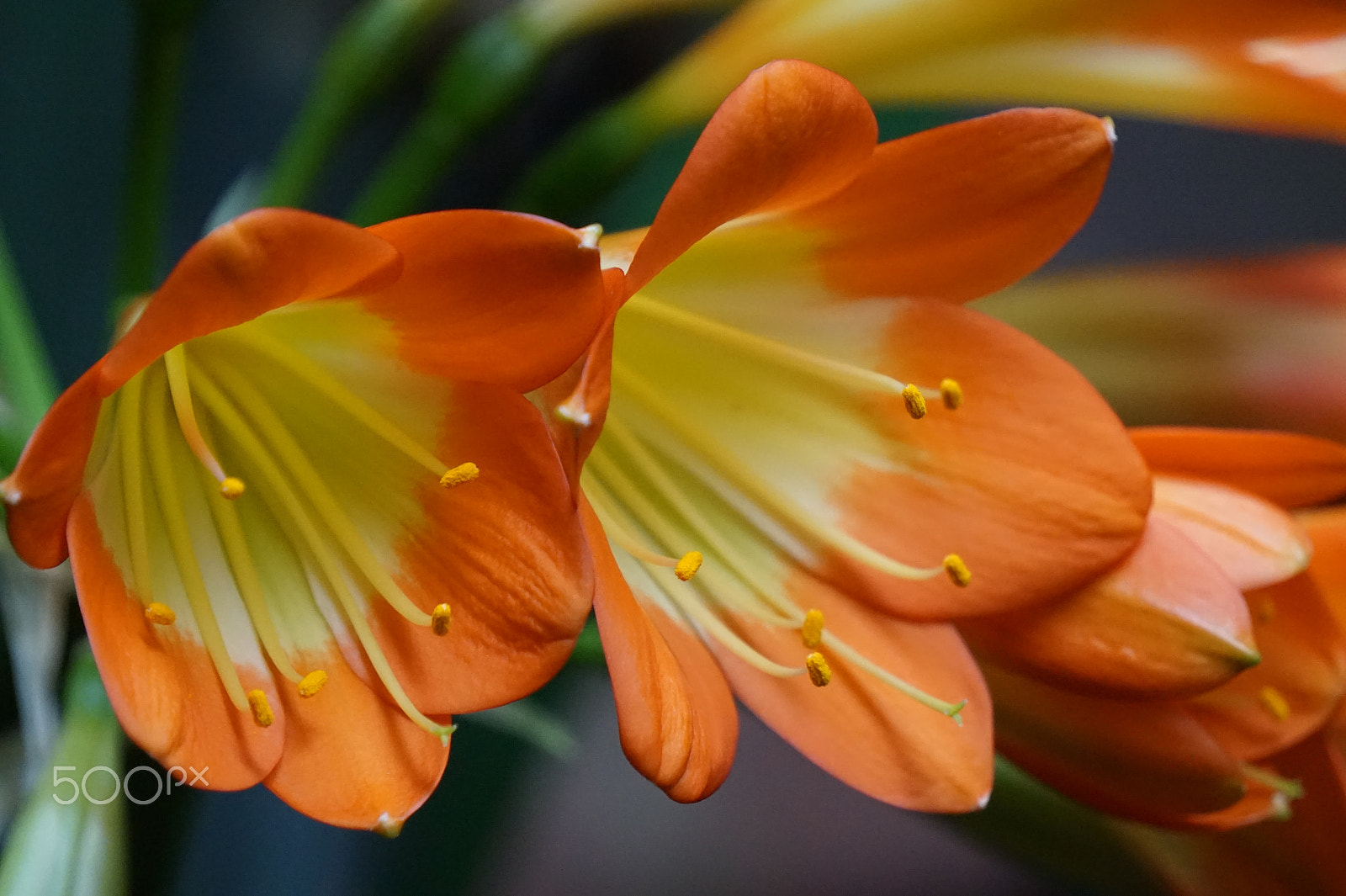 Sony E 55-210mm F4.5-6.3 OSS sample photo. Rainforest flower photography