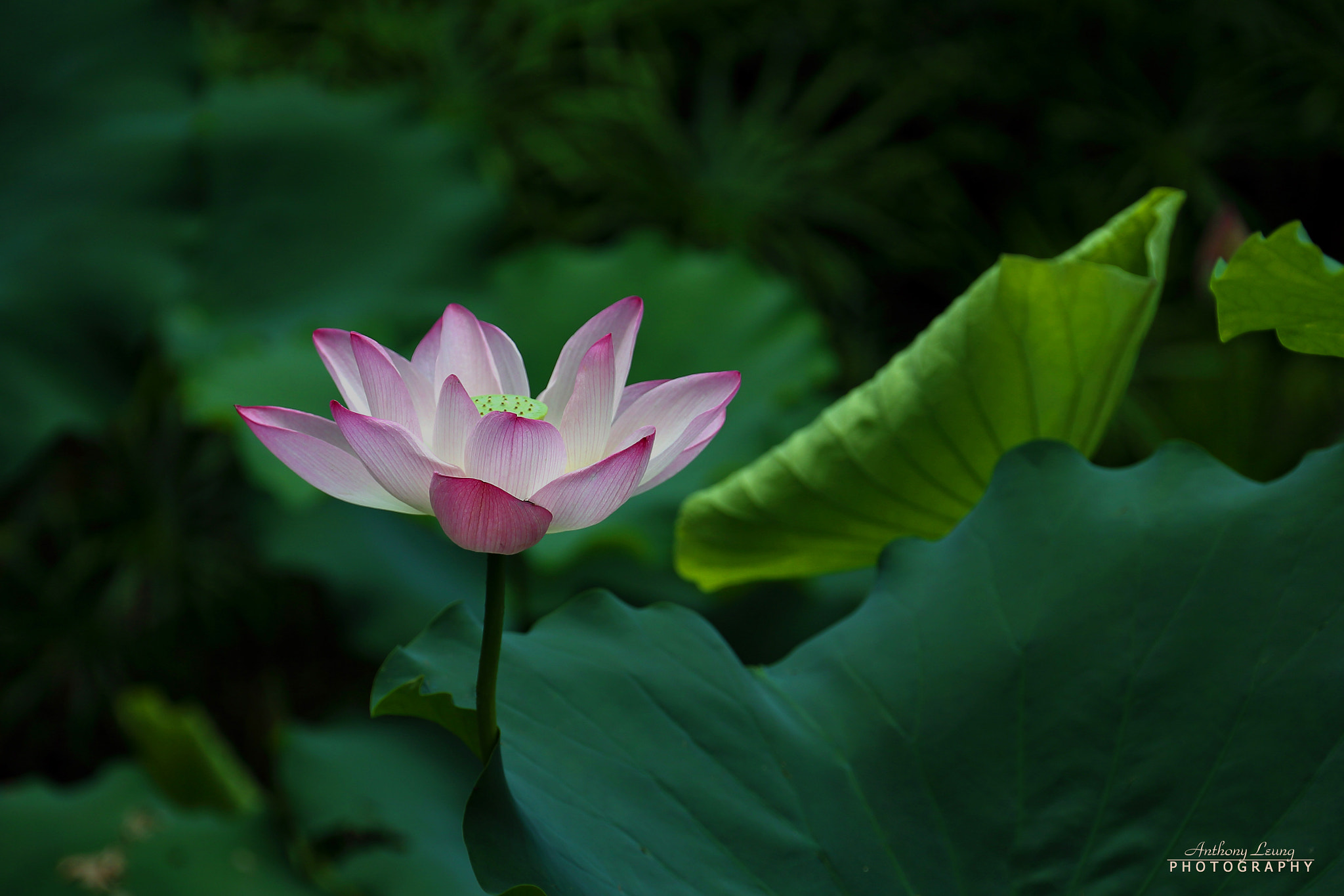 Canon EOS-1D X sample photo. Lotus photography