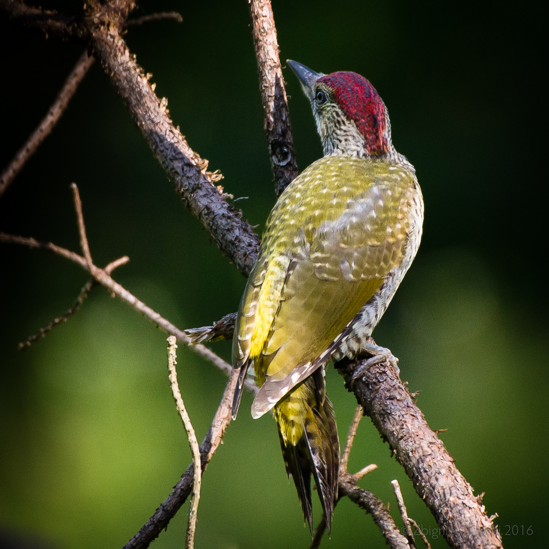 Nikon D800 + Sigma 50-500mm F4.5-6.3 DG OS HSM sample photo. Green woodpecker in his monday best photography