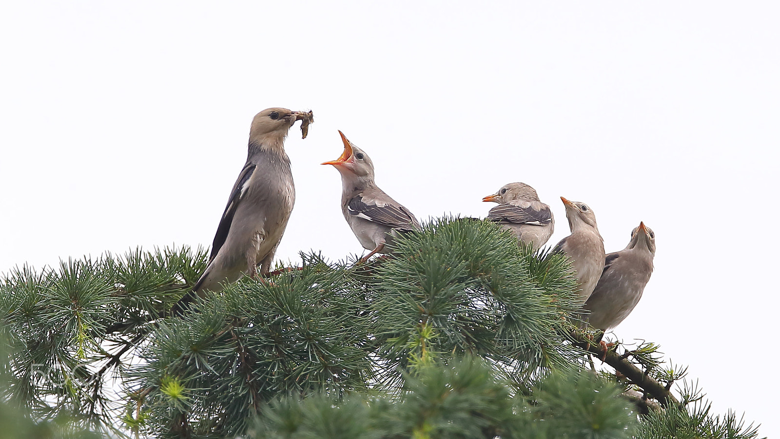 Canon EF 400mm F2.8L IS II USM sample photo. Bs3p9759.jpg photography