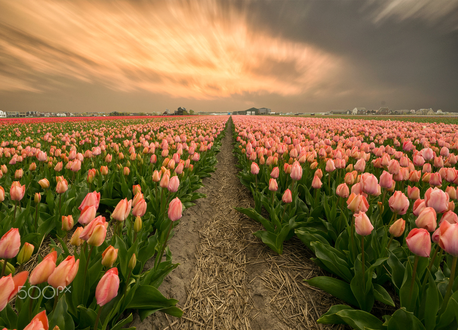 Samyang 14mm F2.8 ED AS IF UMC sample photo. Tulip photography