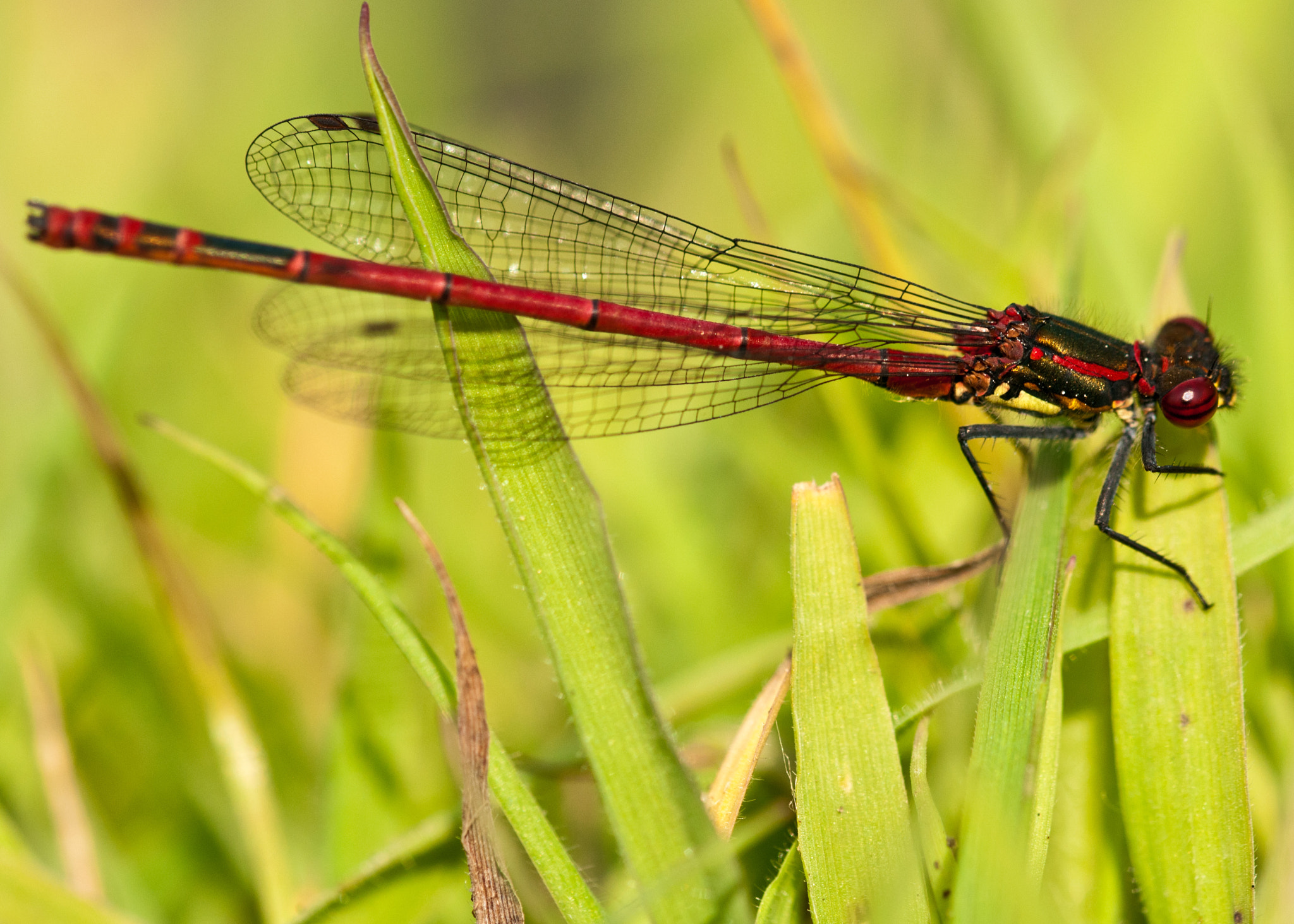Sigma 105mm F2.8 EX DG OS HSM sample photo. Large red damselfly photography