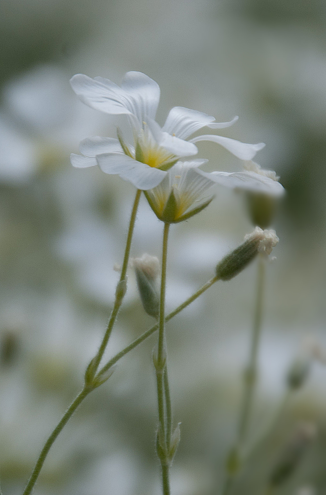 Sony Alpha DSLR-A300 + DT 18-270mm F3.5-6.3 SSM sample photo. Delikatne1 photography