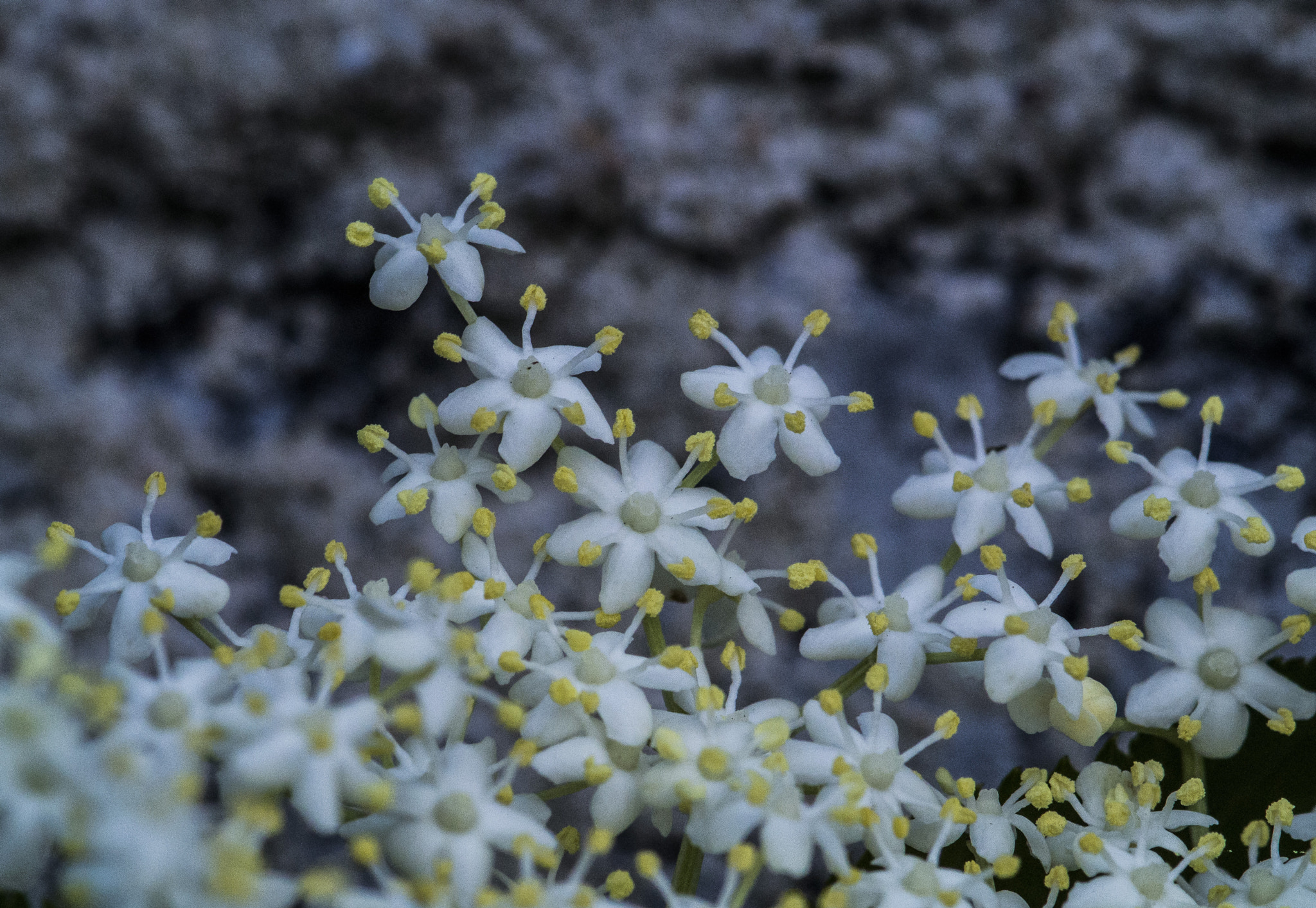 Nikon 1 V1 sample photo. Black lilac photography