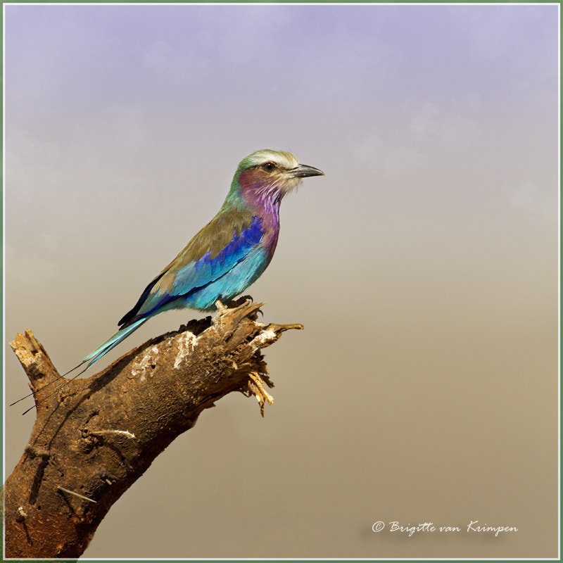 Canon EOS 60D + Canon EF 100-400mm F4.5-5.6L IS II USM sample photo. Lilac breasted roller photography