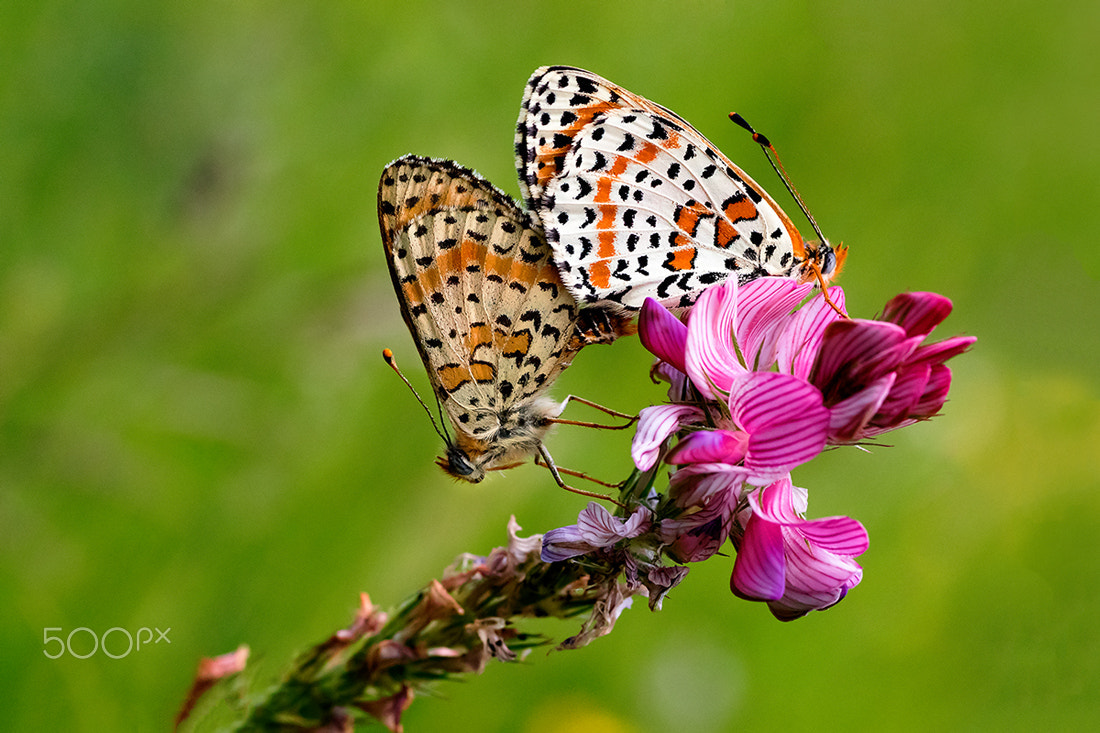 Canon EOS 7D Mark II + Tamron SP AF 90mm F2.8 Di Macro sample photo. Spring time photography