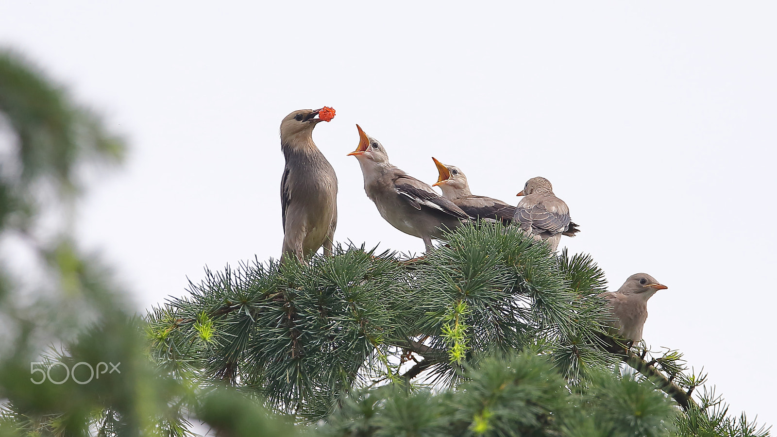 Canon EF 400mm F2.8L IS II USM sample photo. Bs3p9710.jpg photography