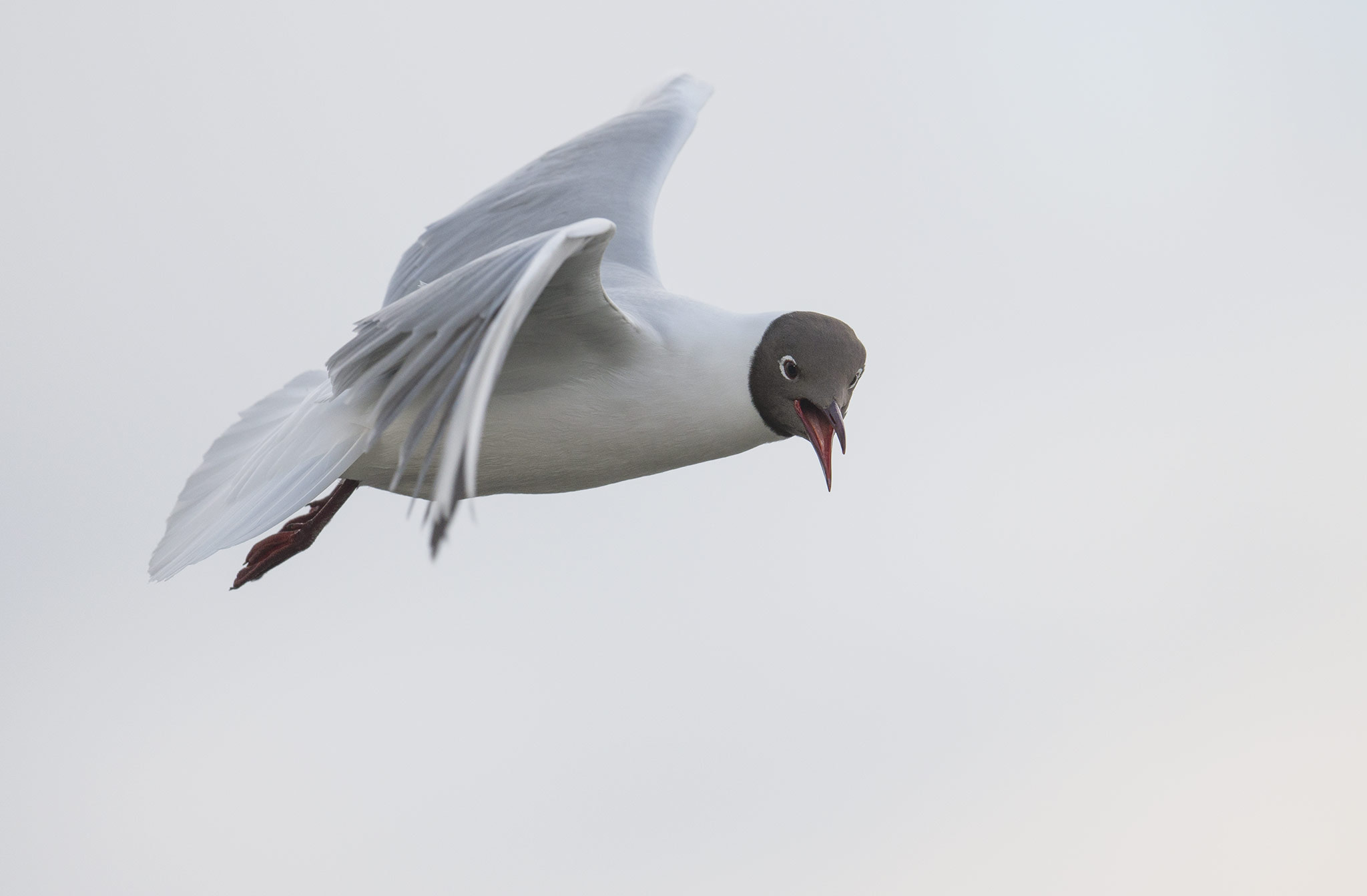 Nikon D800 + Nikon AF-S Nikkor 500mm F4E FL ED VR sample photo. Mouette rieuse (chroicocephalus ridibundus) photography