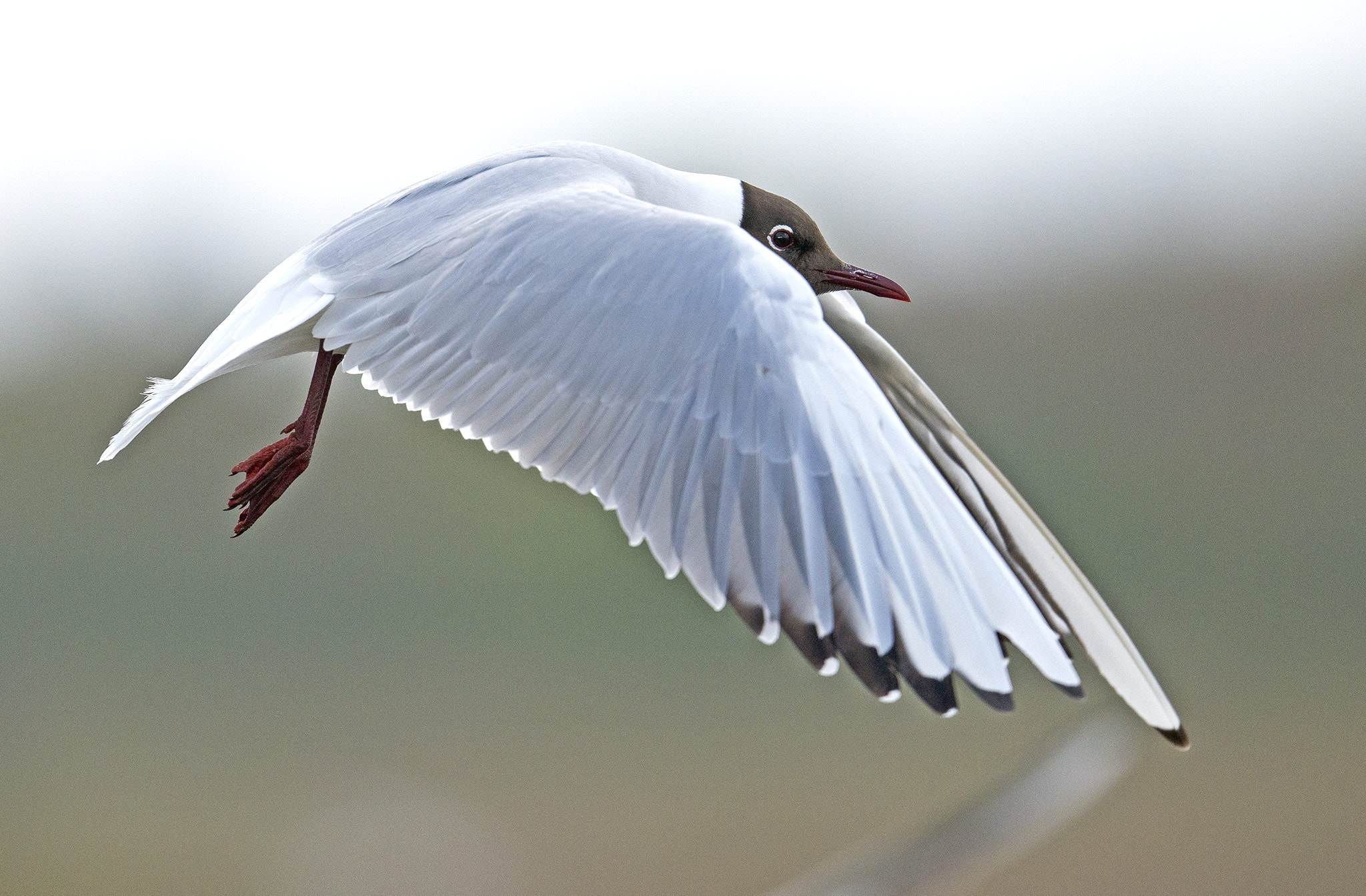 Nikon AF-S Nikkor 500mm F4E FL ED VR sample photo. Mouette rieuse (chroicocephalus ridibundus) photography