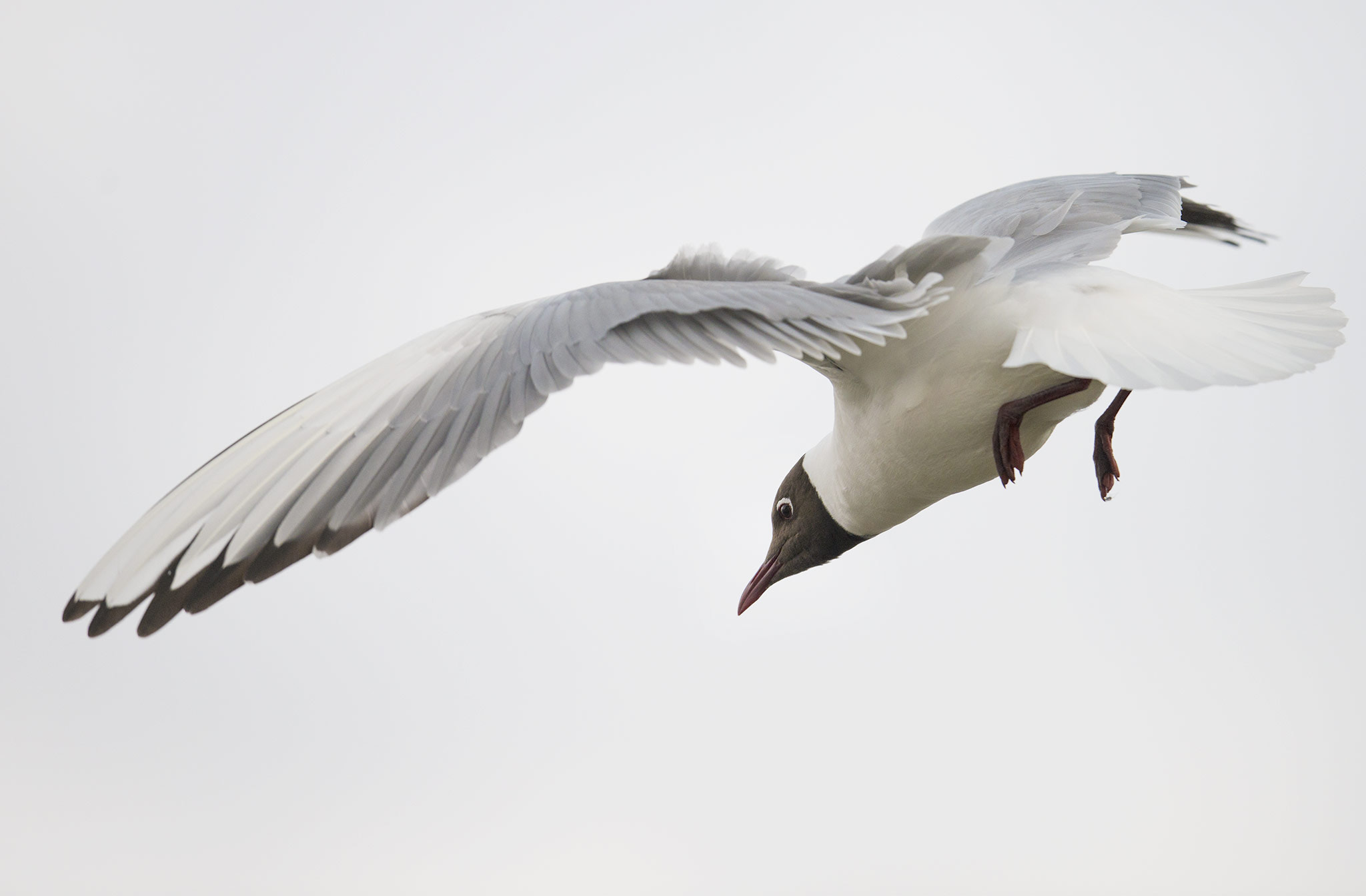 Nikon AF-S Nikkor 500mm F4E FL ED VR sample photo. Mouette rieuse (chroicocephalus ridibundus) photography