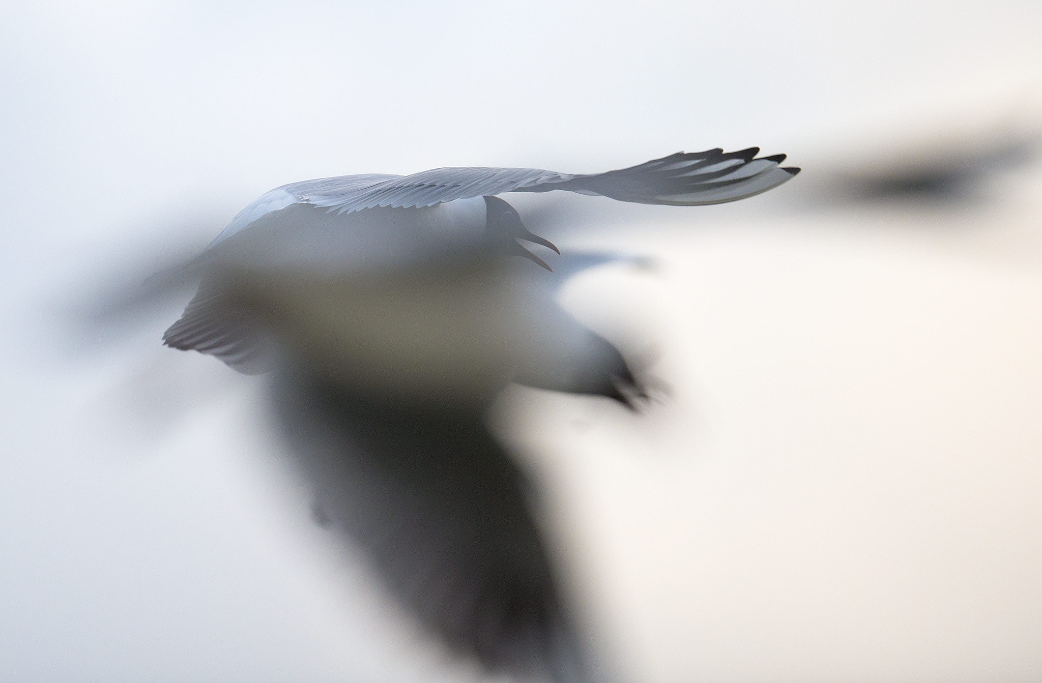 Nikon AF-S Nikkor 500mm F4E FL ED VR sample photo. Mouette rieuse (chroicocephalus ridibundus) photography
