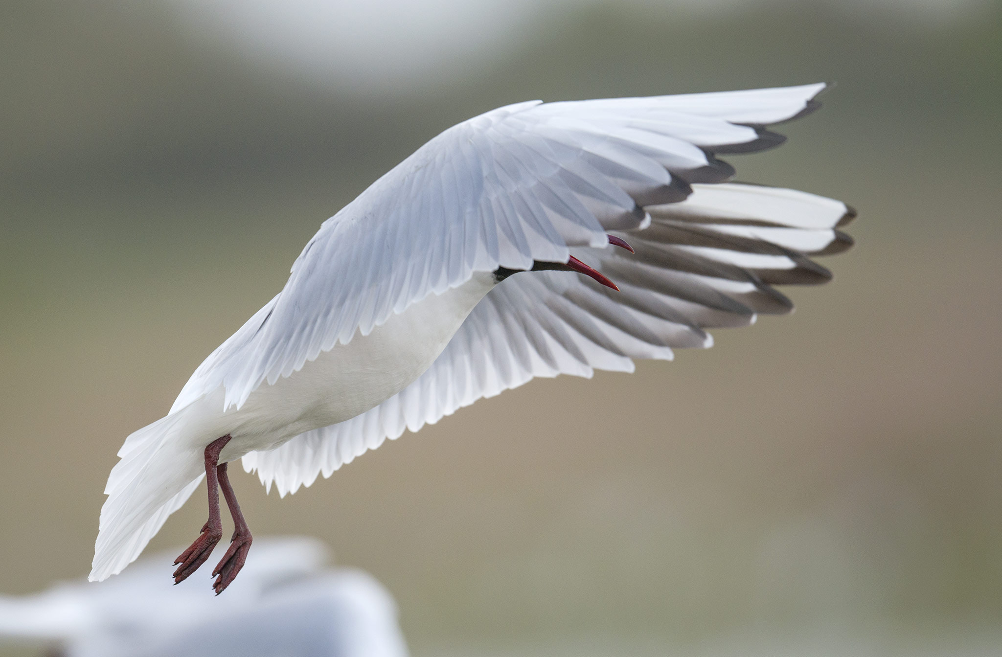 Nikon AF-S Nikkor 500mm F4E FL ED VR sample photo. Mouette rieuse (chroicocephalus ridibundus) photography
