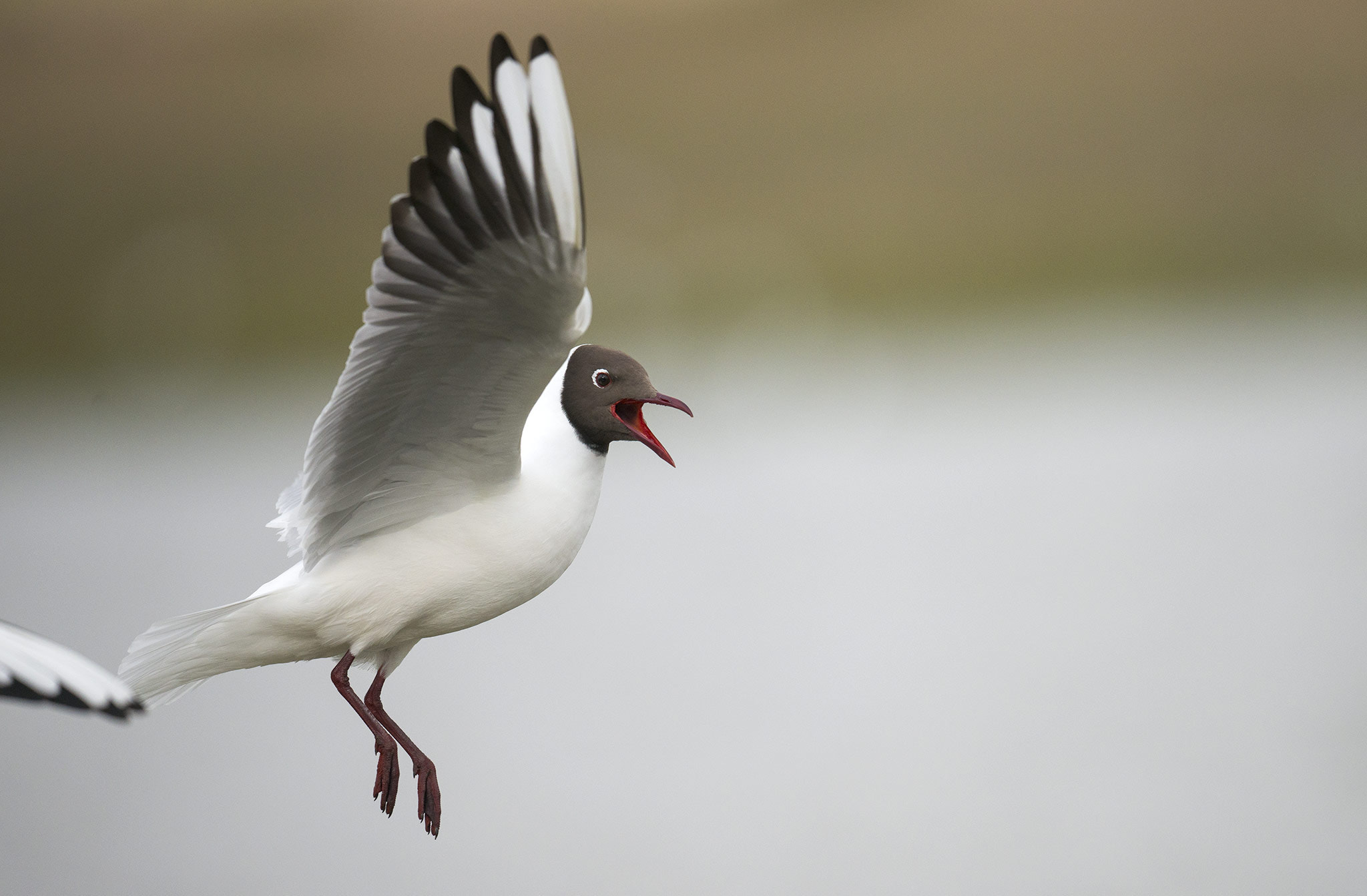 Nikon AF-S Nikkor 500mm F4E FL ED VR sample photo. Mouette rieuse (chroicocephalus ridibundus) photography
