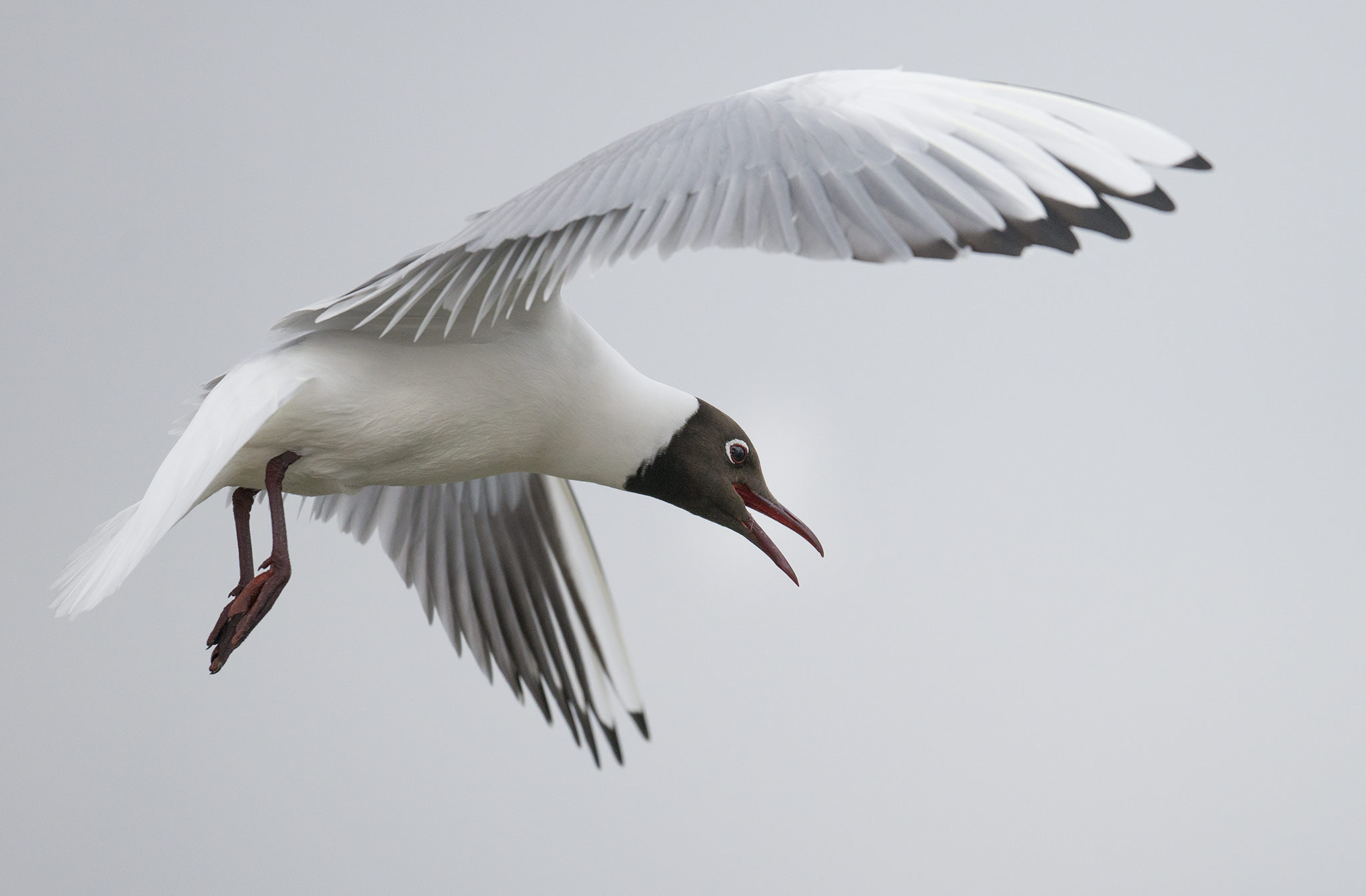 Nikon D800 + Nikon AF-S Nikkor 500mm F4E FL ED VR sample photo. Mouette rieuse (chroicocephalus ridibundus) photography