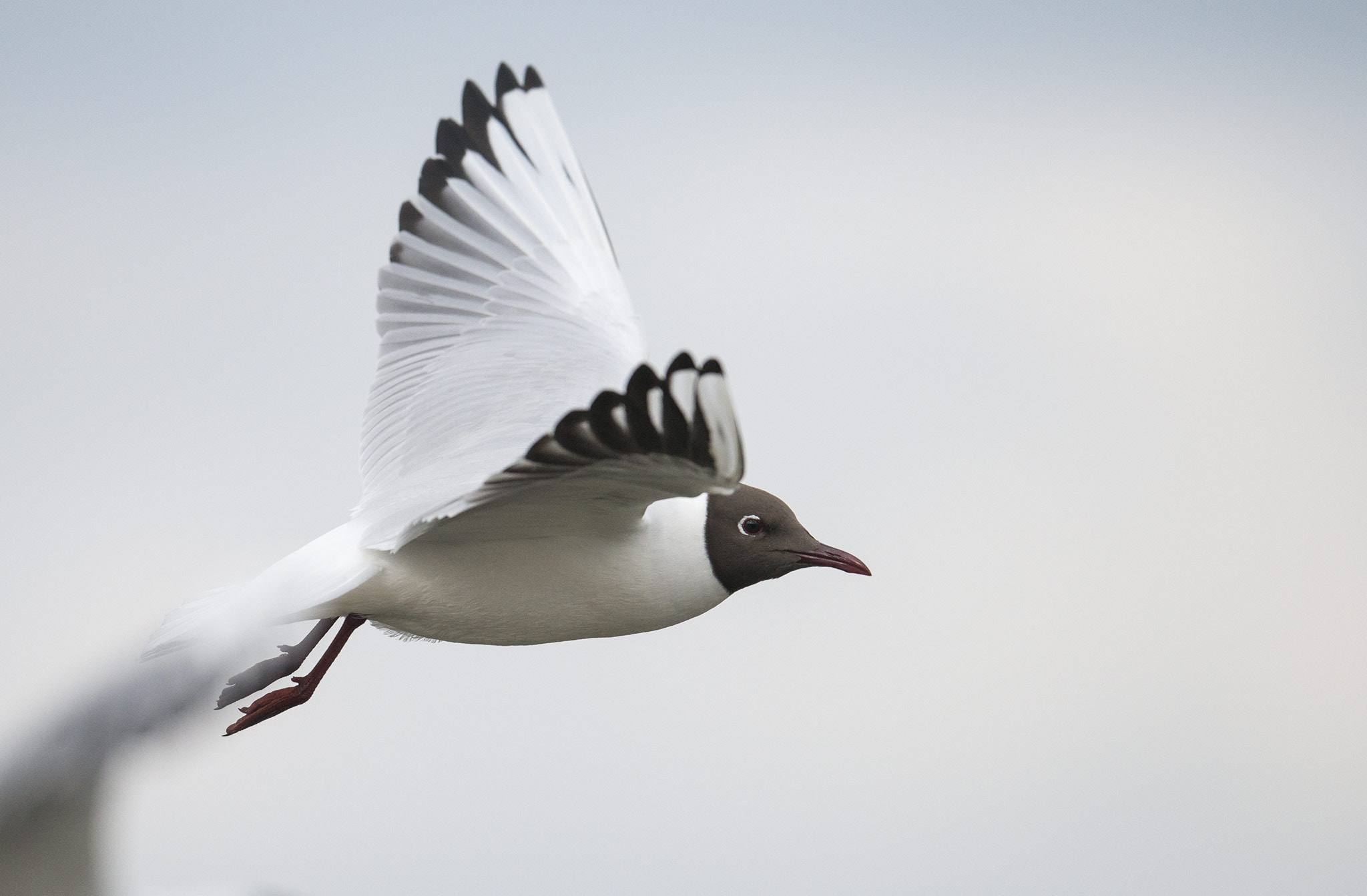 Nikon D800 + Nikon AF-S Nikkor 500mm F4E FL ED VR sample photo. Mouette rieuse (chroicocephalus ridibundus) photography