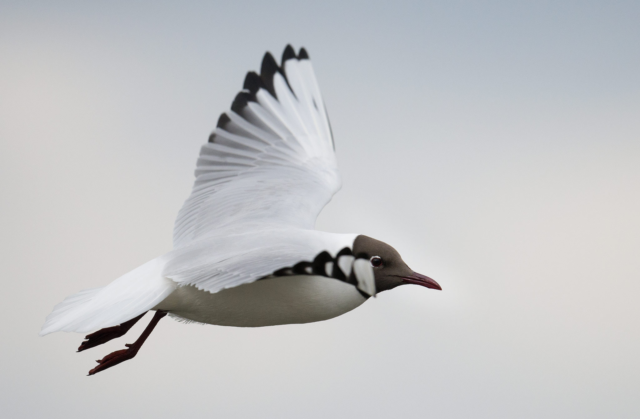 Nikon AF-S Nikkor 500mm F4E FL ED VR sample photo. Mouette rieuse (chroicocephalus ridibundus) photography
