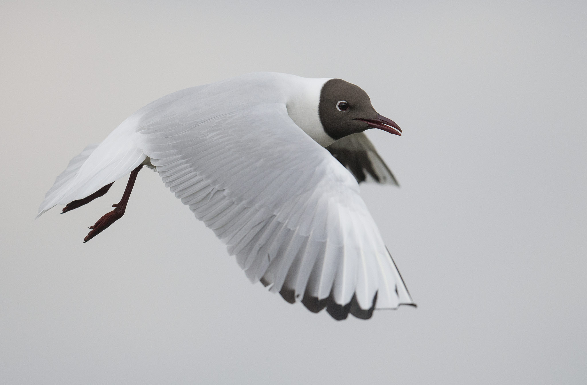 Nikon D800 + Nikon AF-S Nikkor 500mm F4E FL ED VR sample photo. Mouette rieuse (chroicocephalus ridibundus) photography