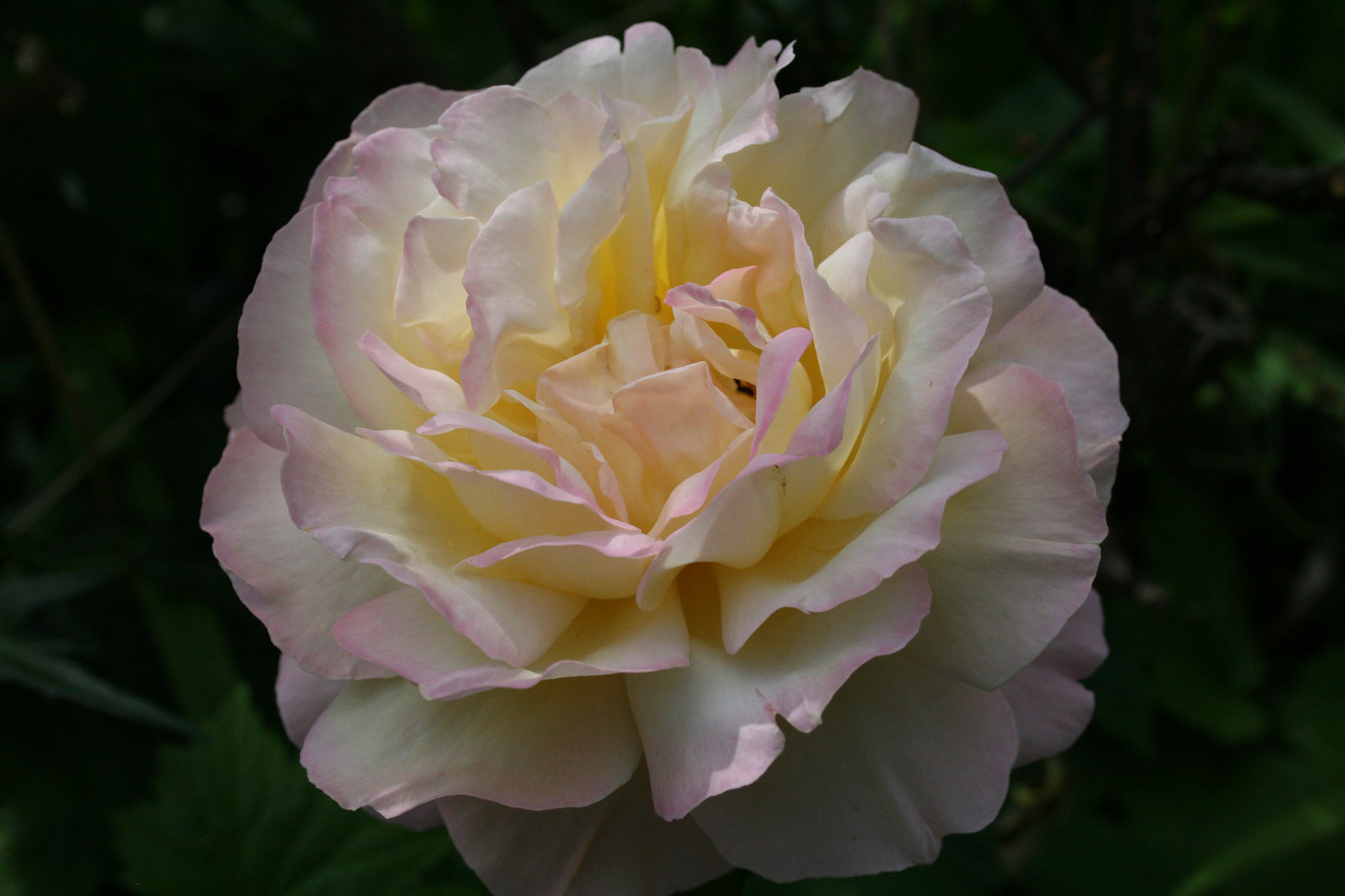 Canon EF-S 18-55mm F3.5-5.6 sample photo. Rose photography