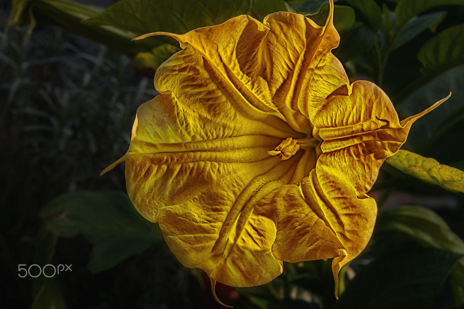 Sony Alpha DSLR-A700 + Tamron AF 28-75mm F2.8 XR Di LD Aspherical (IF) sample photo. Trumpet flower photography