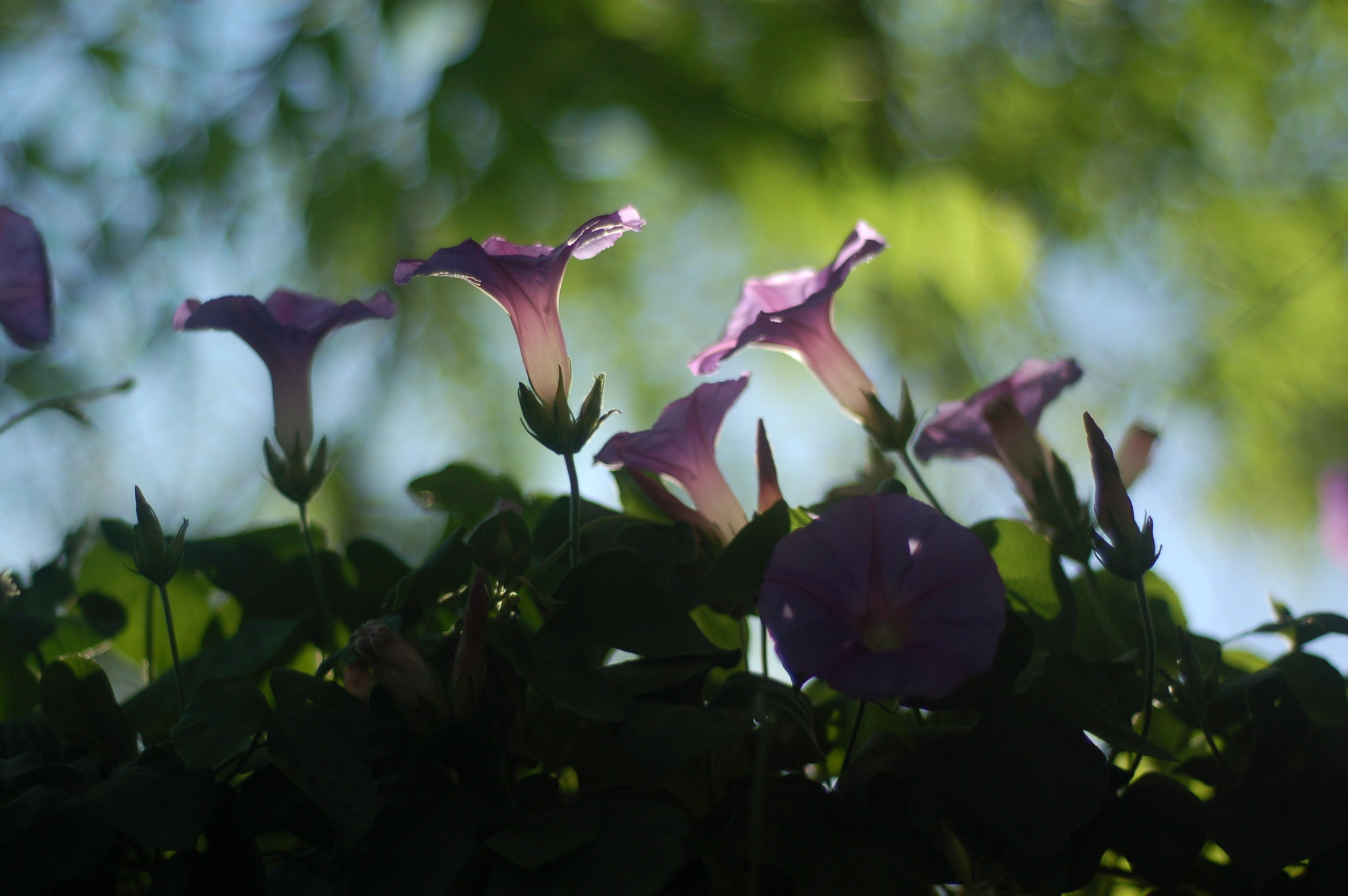 Nikon D50 + AF Nikkor 50mm f/1.8 N sample photo. Purple flowers photography