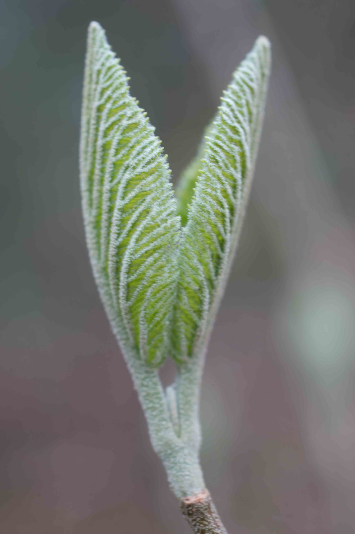 Sony a99 II + MACRO 50mm F2.8 sample photo. Dsc08600.jpg photography