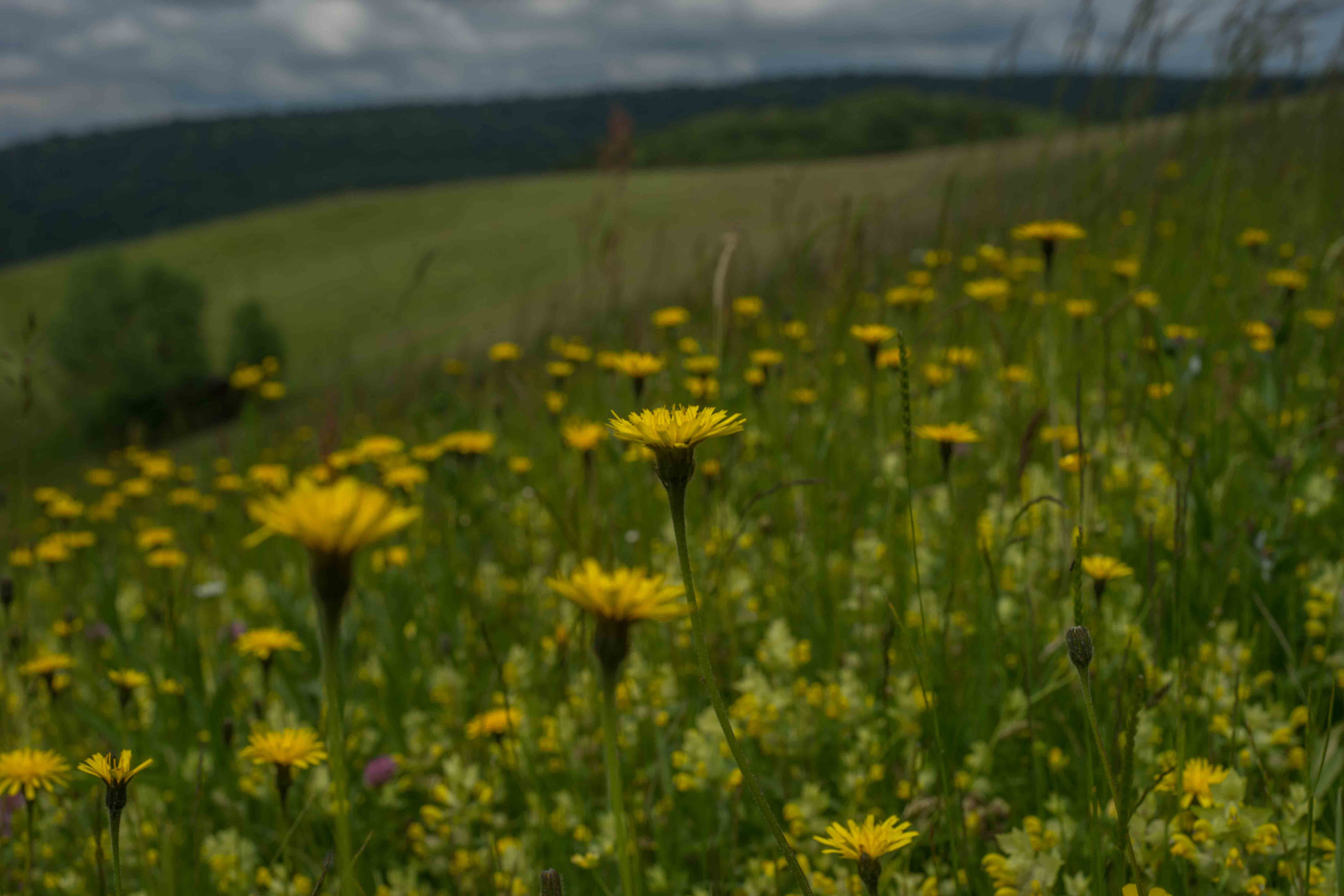 Sony a99 II + MACRO 50mm F2.8 sample photo. Dsc09033.jpg photography