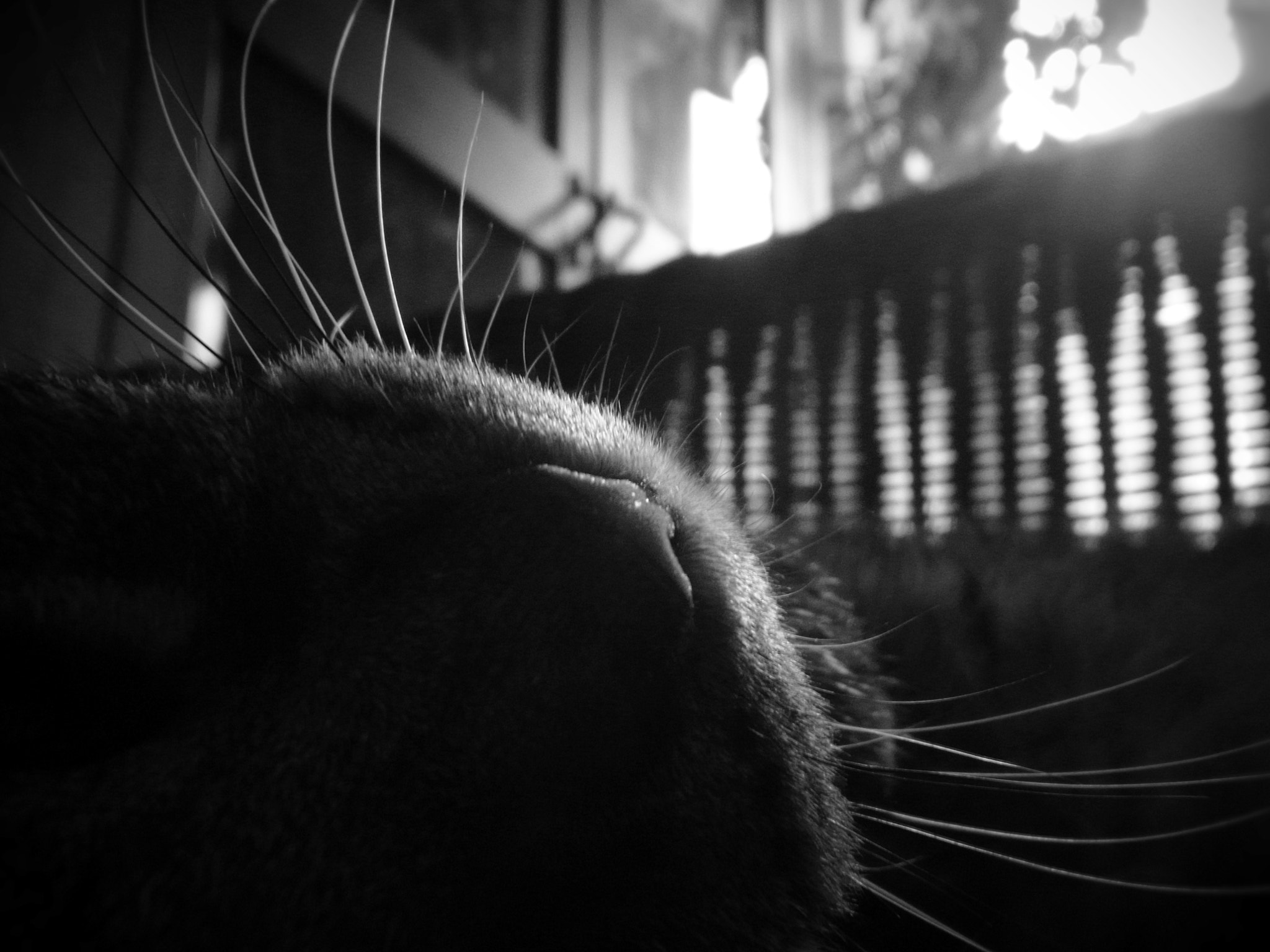 Ricoh CX5 sample photo. Catnap photography