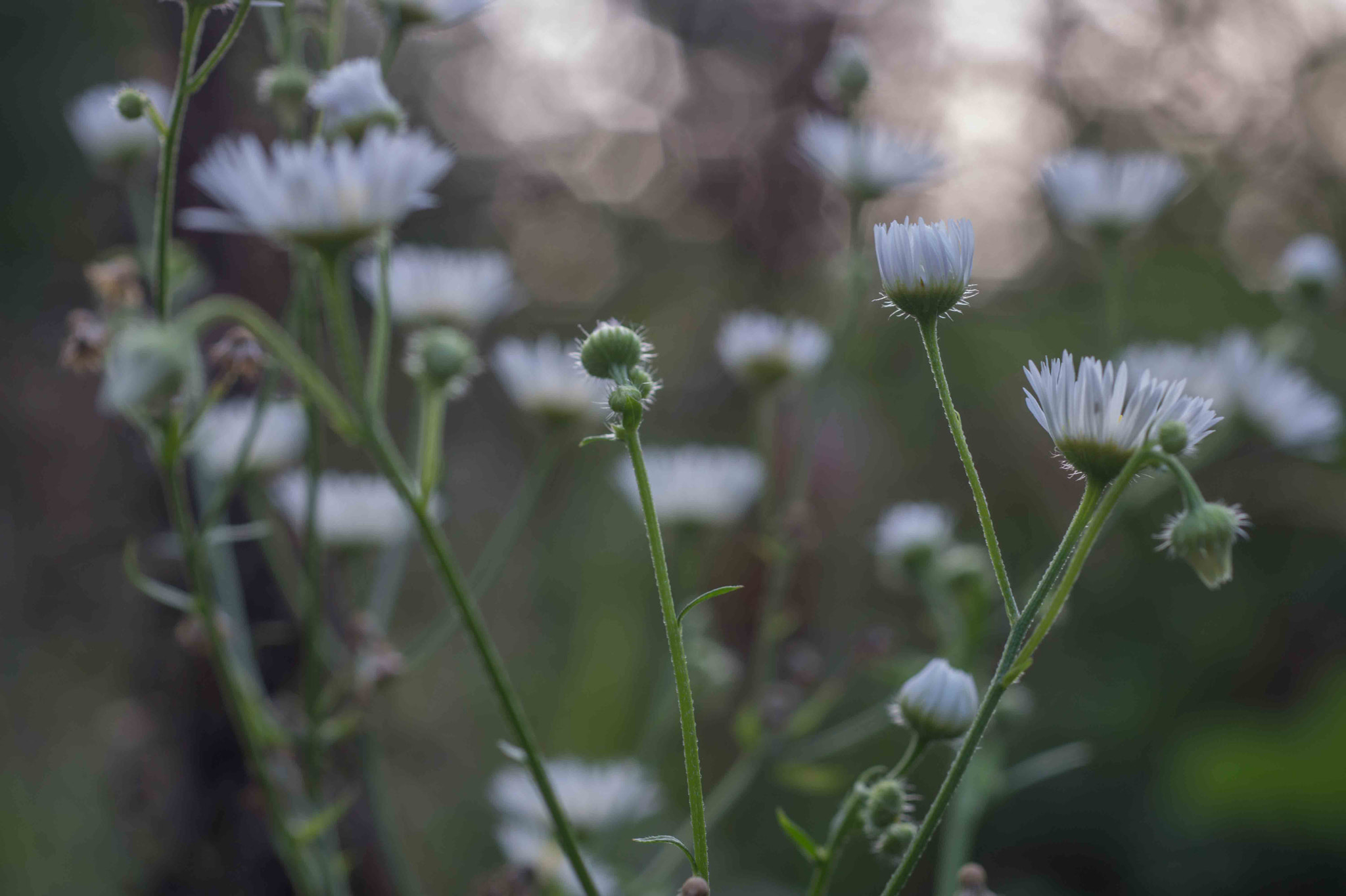 Sony SLT-A77 + MACRO 50mm F2.8 sample photo. Blumen photography