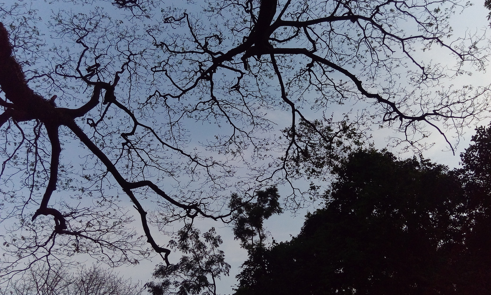 HTC DESIRE 626G+ DUAL SIM sample photo. The branches of an oak tree photography