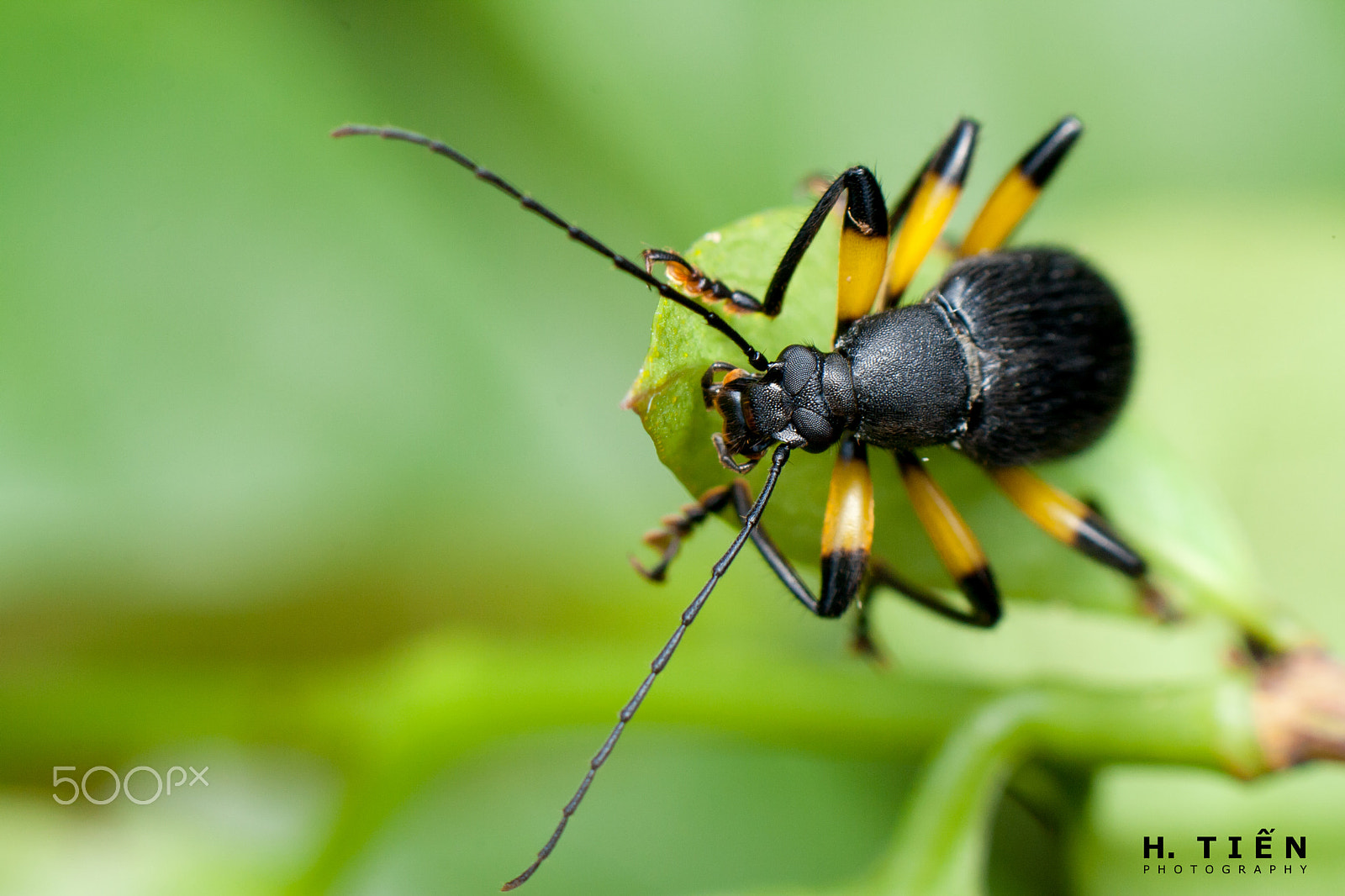 Canon EOS 1000D (EOS Digital Rebel XS / EOS Kiss F) sample photo. Black and yellow bug photography
