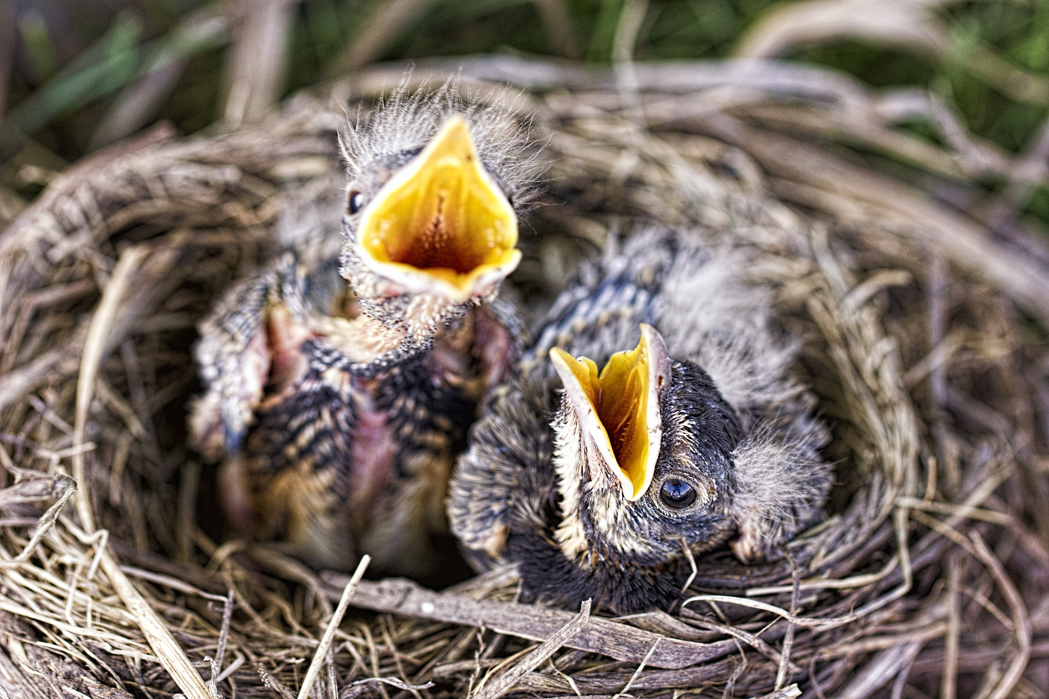 Canon EF 100mm F2.8L Macro IS USM sample photo. Baby robins photography