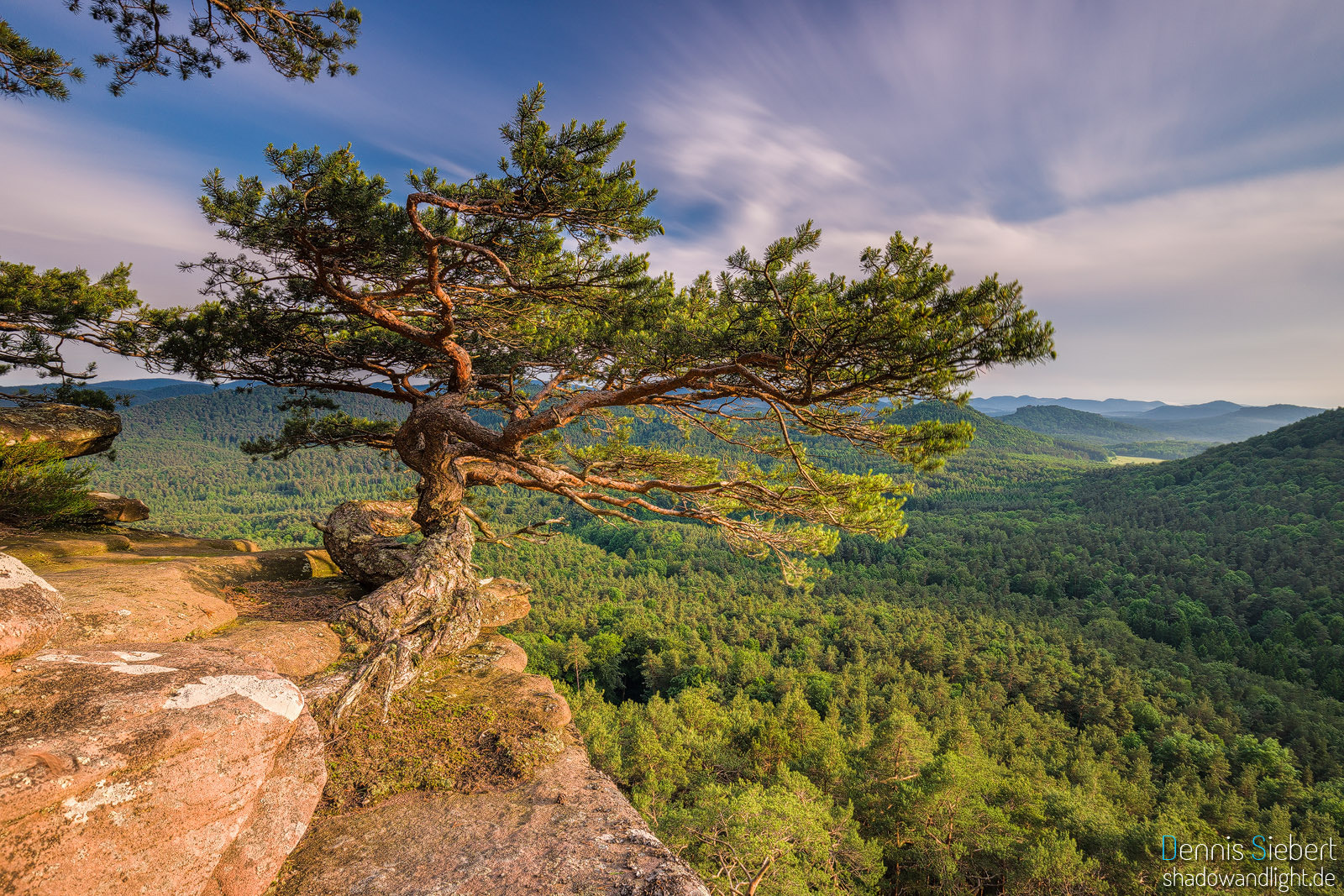 Sony a7 II + Canon EF 16-35mm F4L IS USM sample photo. Pine photography
