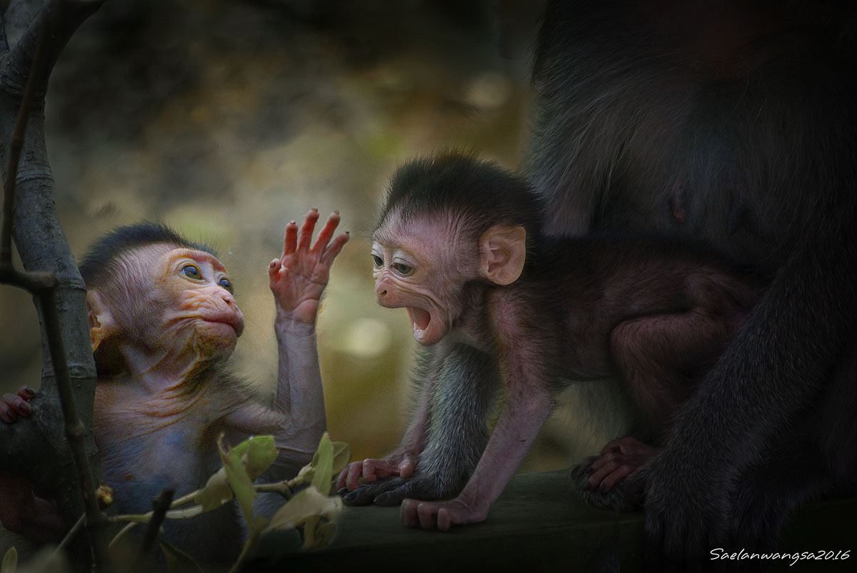 Pentax K10D sample photo. Monkey & monkey photography