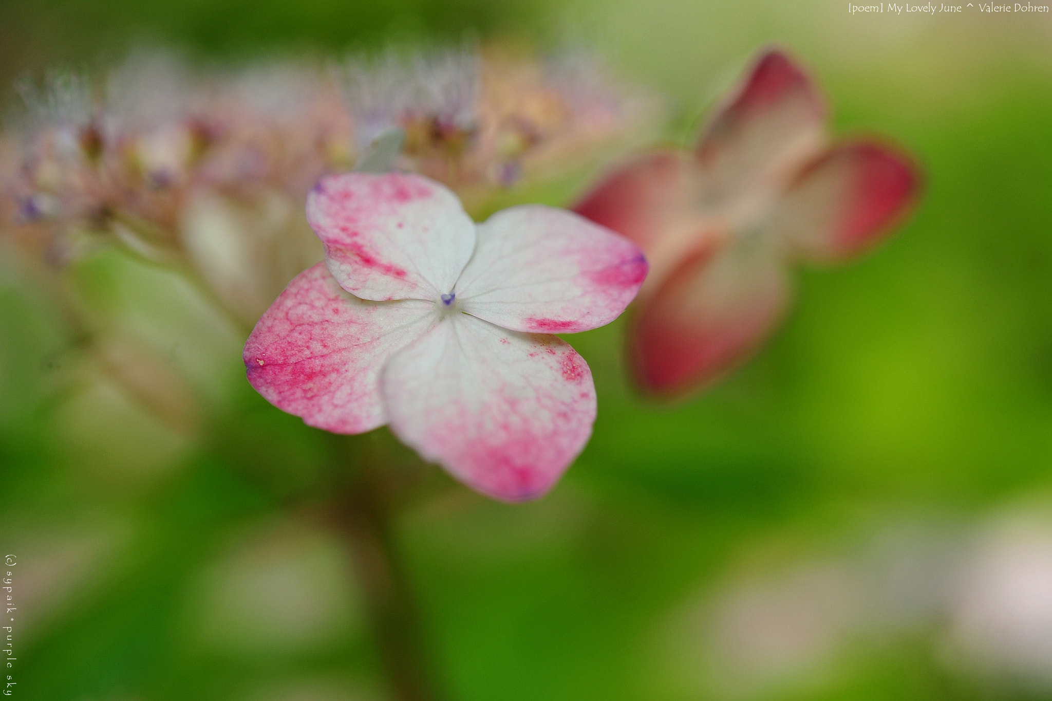 Nikon AF-S Micro-Nikkor 60mm F2.8G ED sample photo. My lovely june ii photography