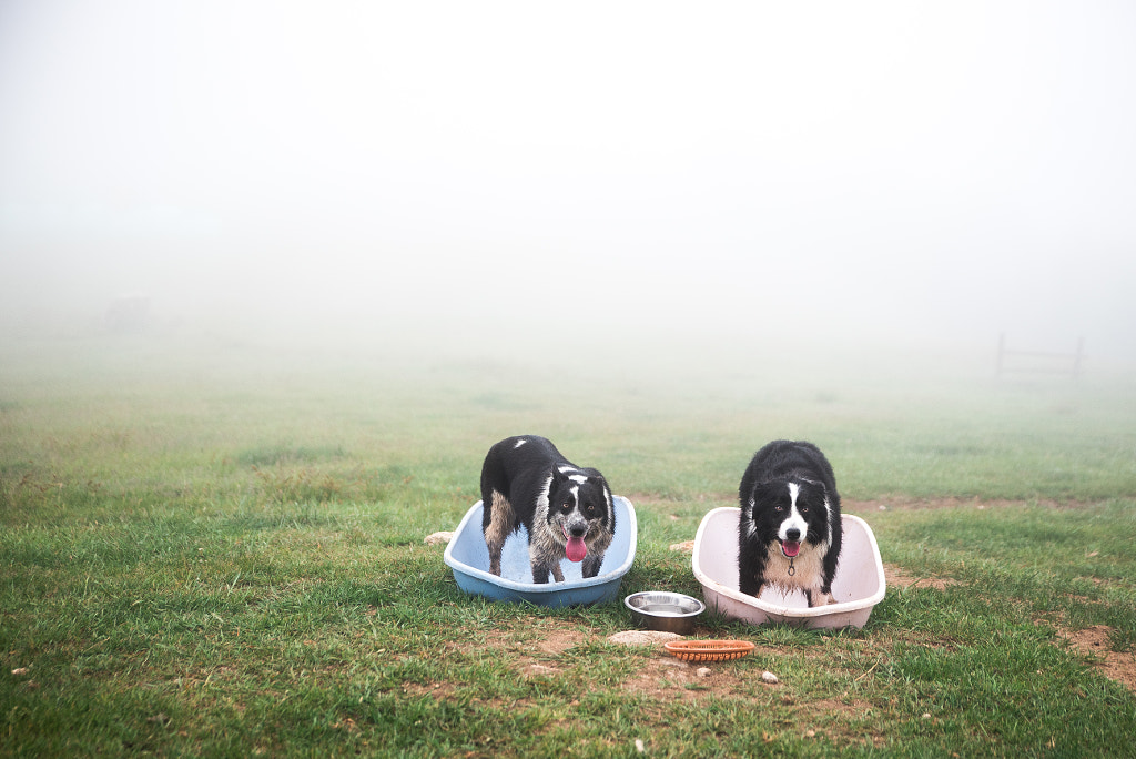 Two Sheep Dogs. Border Collie by Yusun Chung on 500px.com