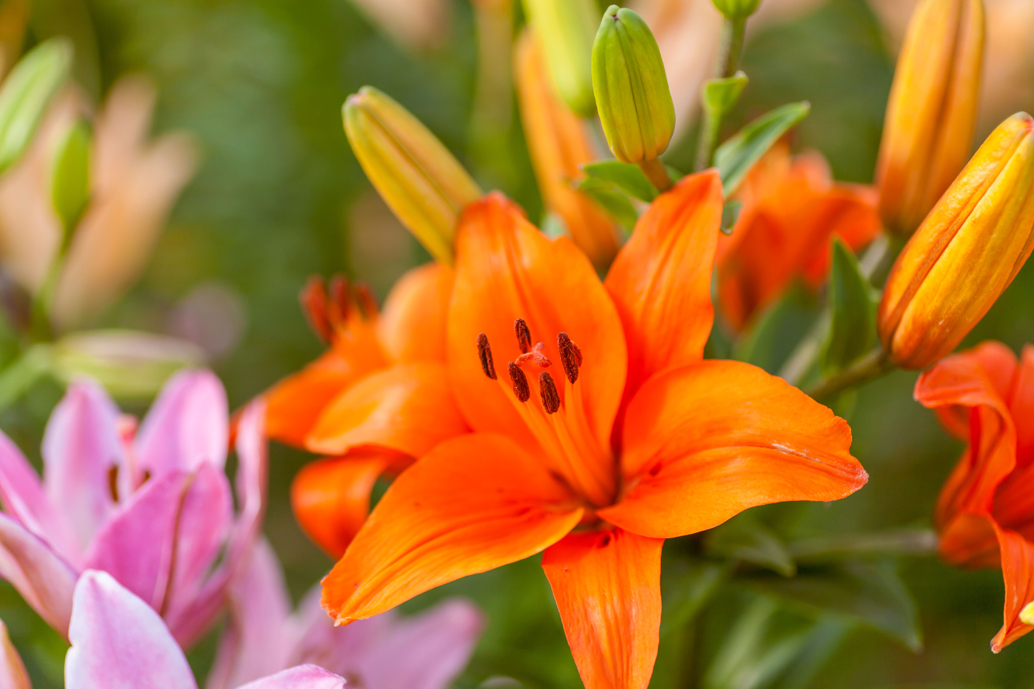 Canon EOS 5D Mark II + Tamron SP AF 90mm F2.8 Di Macro sample photo. A lily  macro photography