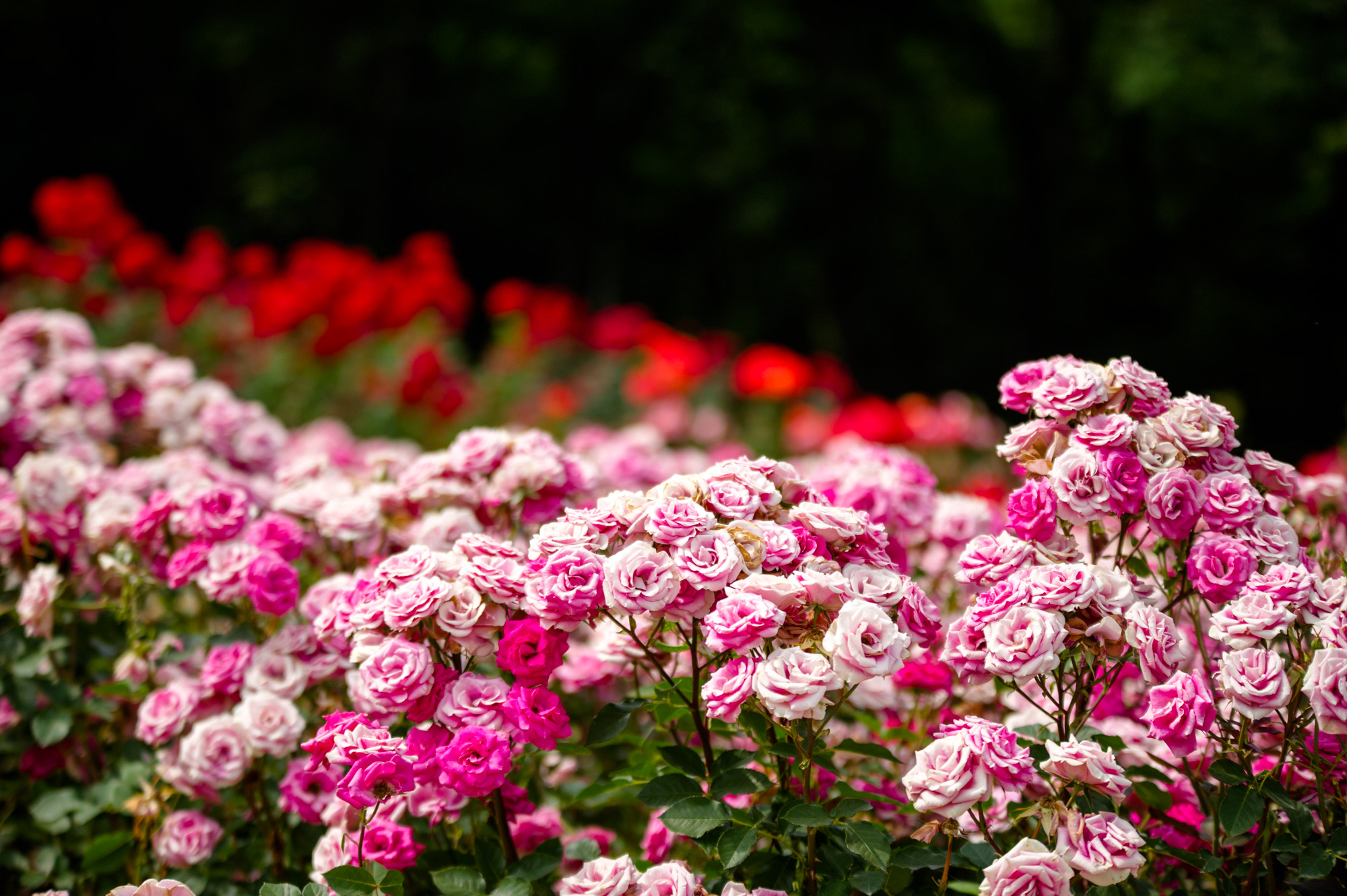 Sigma 70-200mm F2.8 EX DG OS HSM sample photo. Roses photography