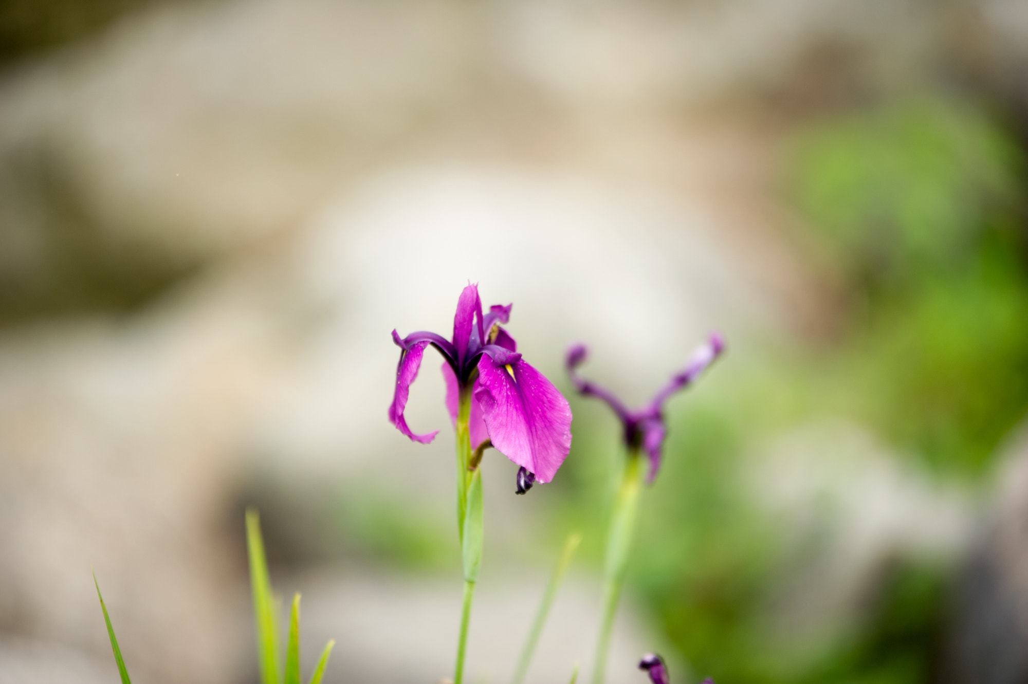 Sigma 70-200mm F2.8 EX DG OS HSM sample photo. Dignity photography