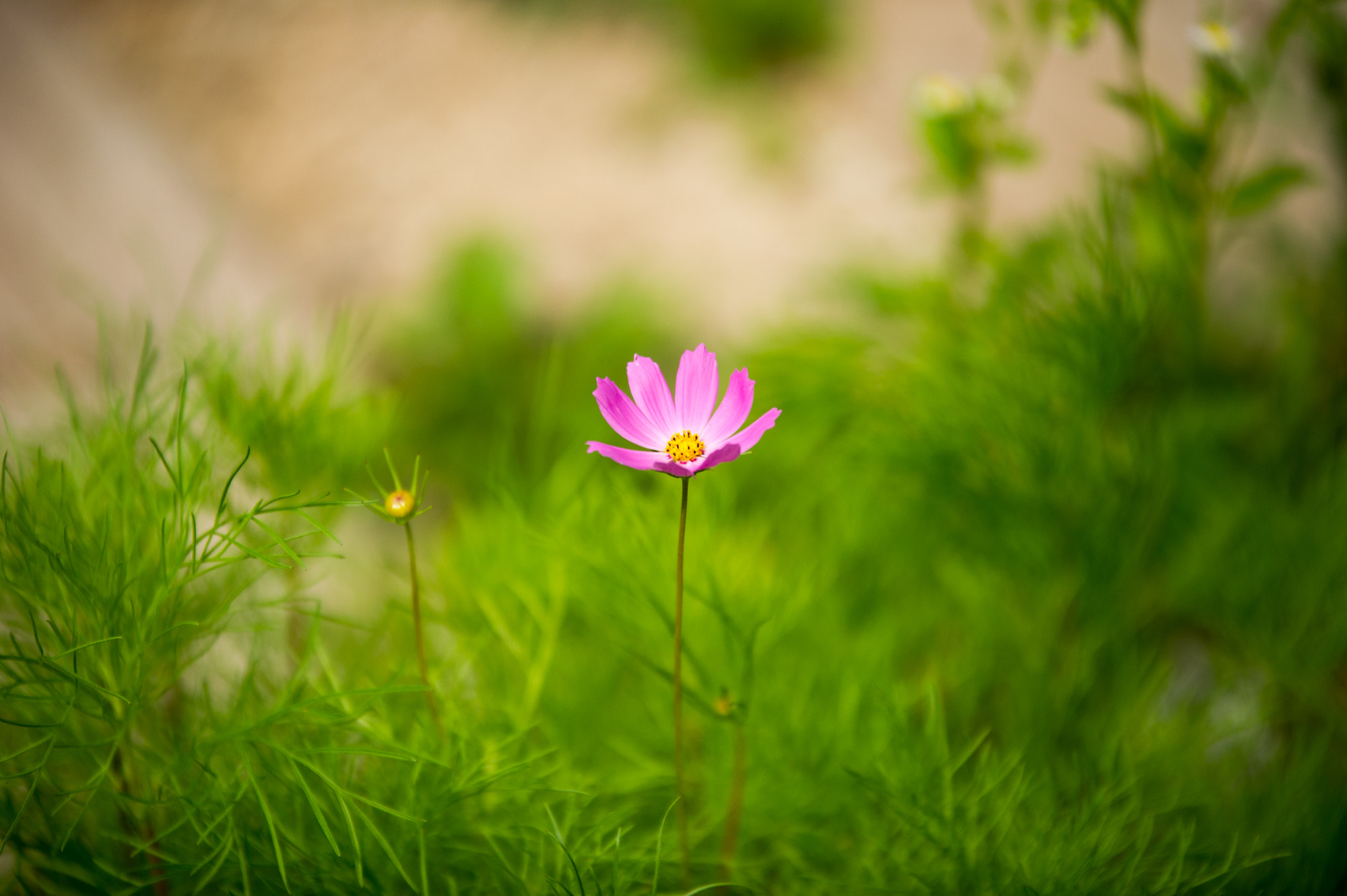Sigma 70-200mm F2.8 EX DG OS HSM sample photo. A smiling cosmos photography