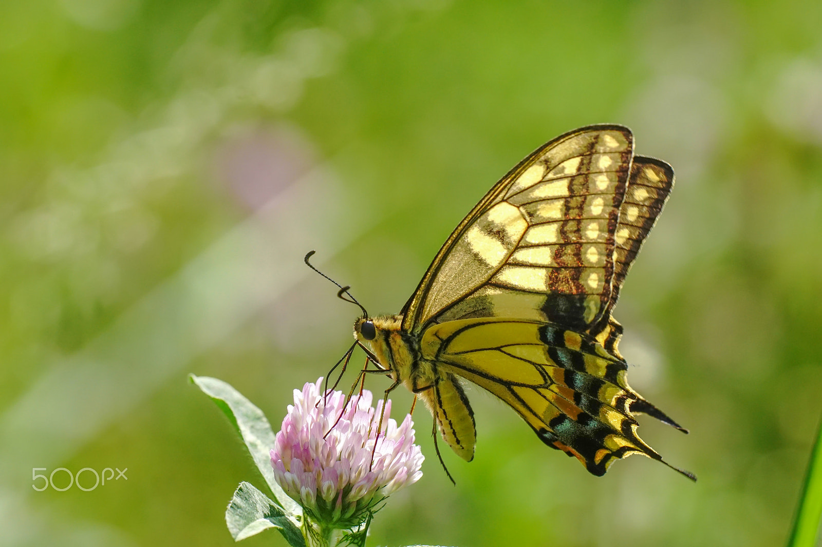 Sony ILCA-77M2 + Minolta AF 100mm F2.8 Macro [New] sample photo. The swallowtail photography