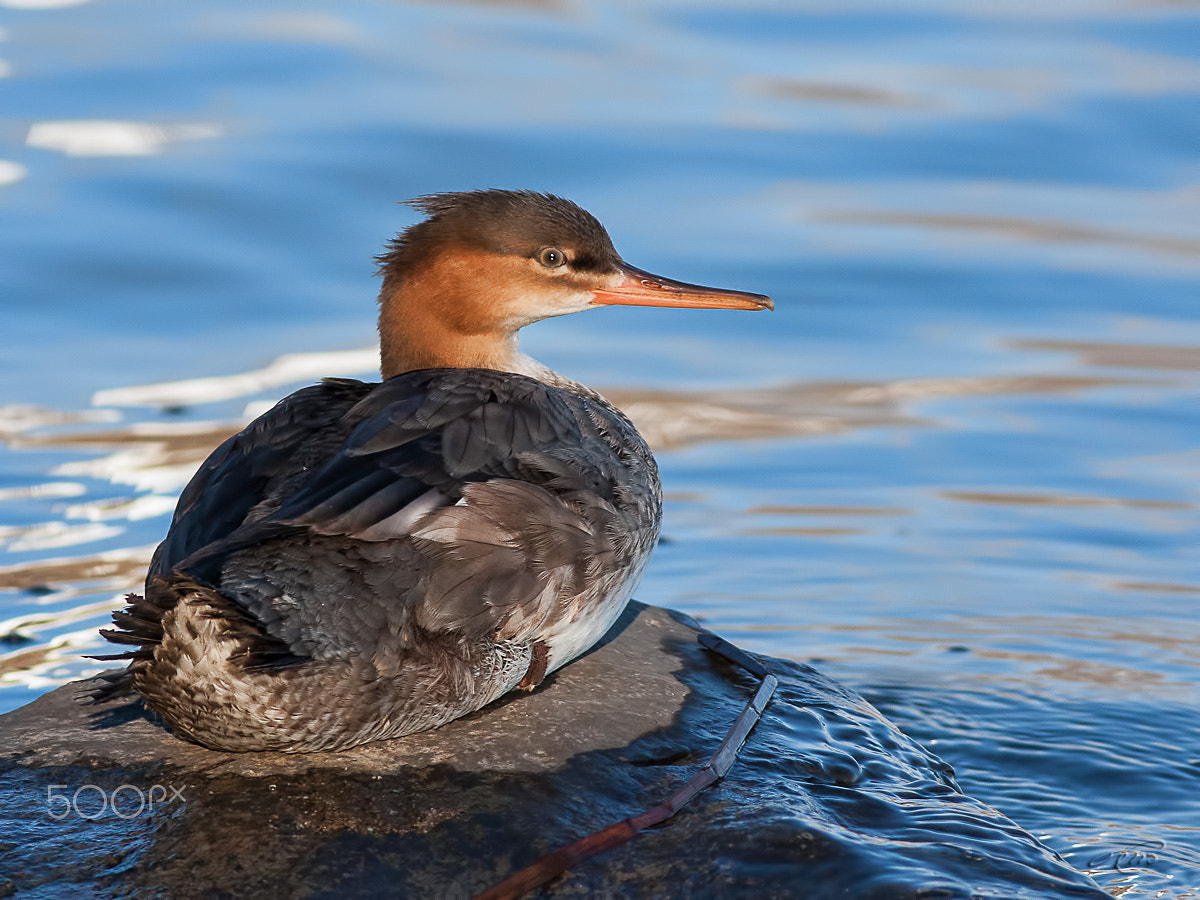 Canon EOS 40D + Canon EF 400mm F5.6L USM sample photo. Red-breasted merganser photography