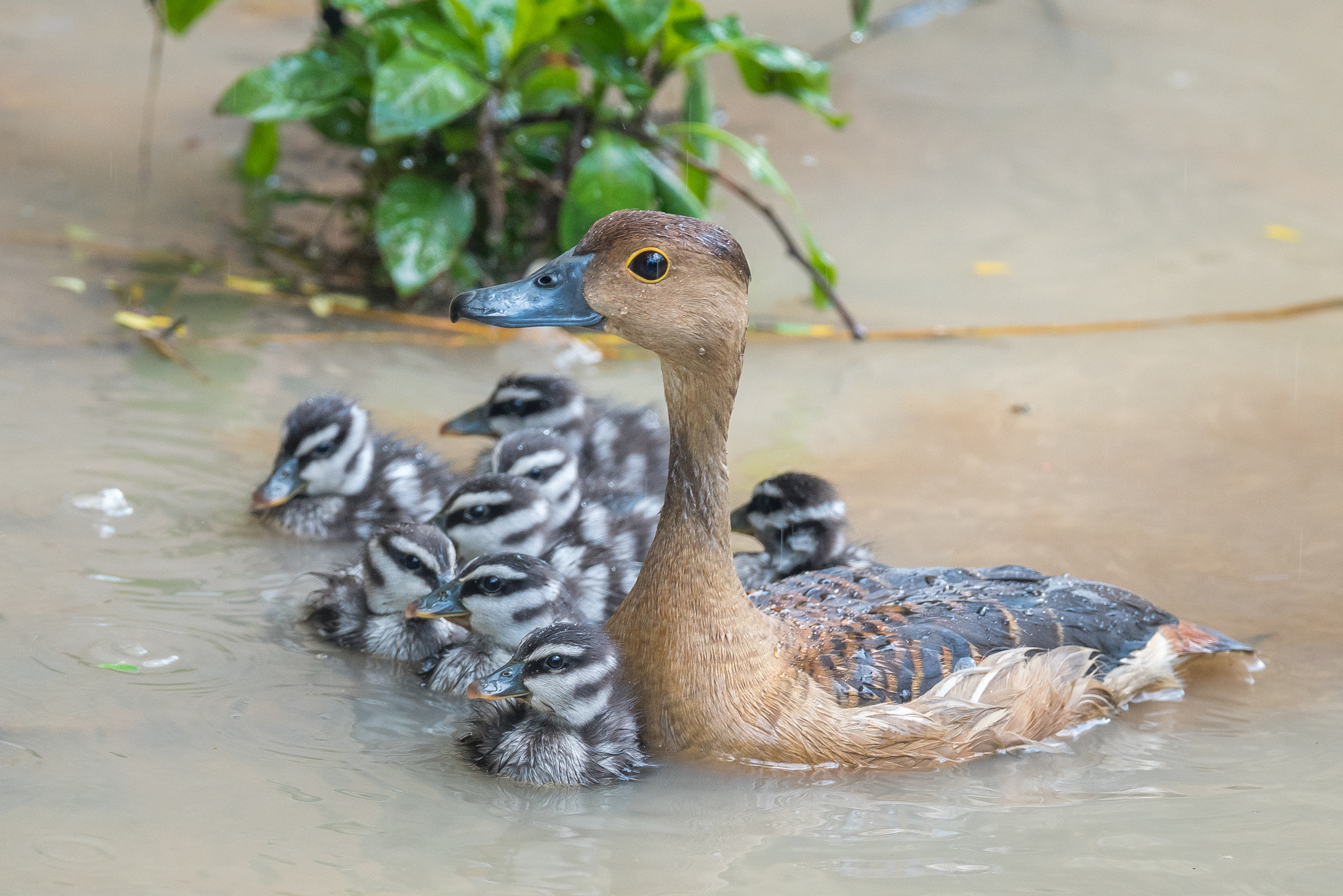 Nikon AF-S Nikkor 600mm F4E FL ED VR sample photo. Lesser whistling duck and ducklings photography