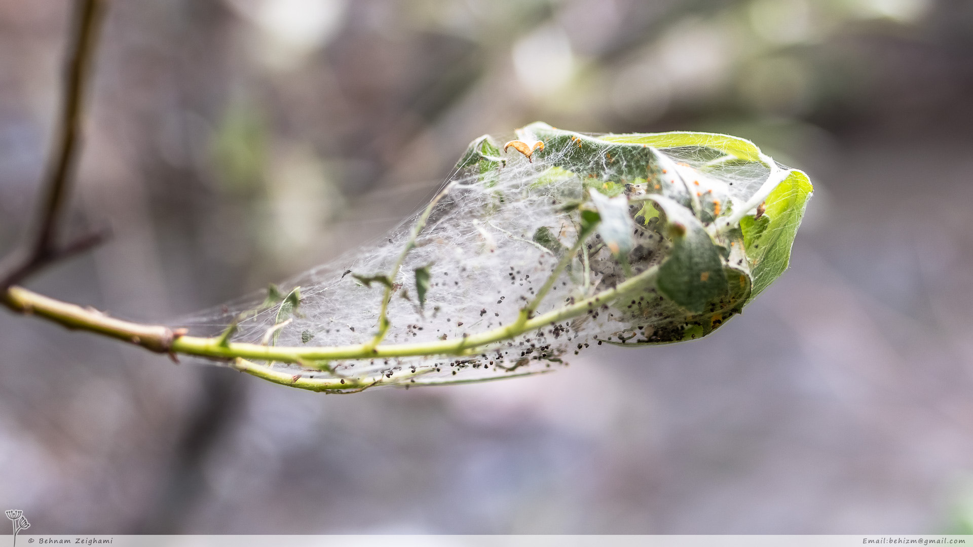 Nikon D5500 + Tamron SP 35mm F1.8 Di VC USD sample photo. Cocoon house photography