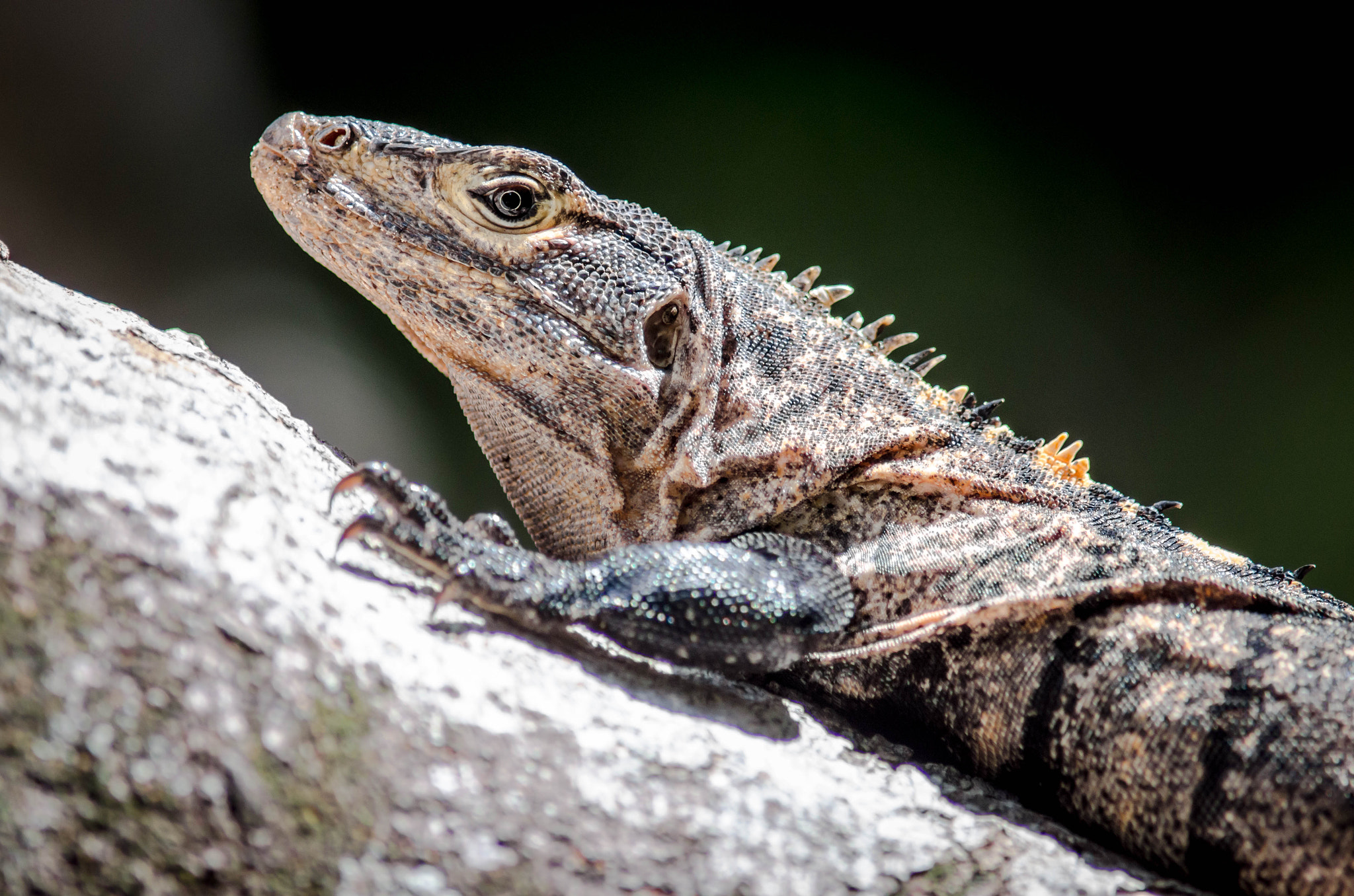 Nikon D7000 + AF Nikkor 300mm f/4 IF-ED sample photo. Black iguana photography