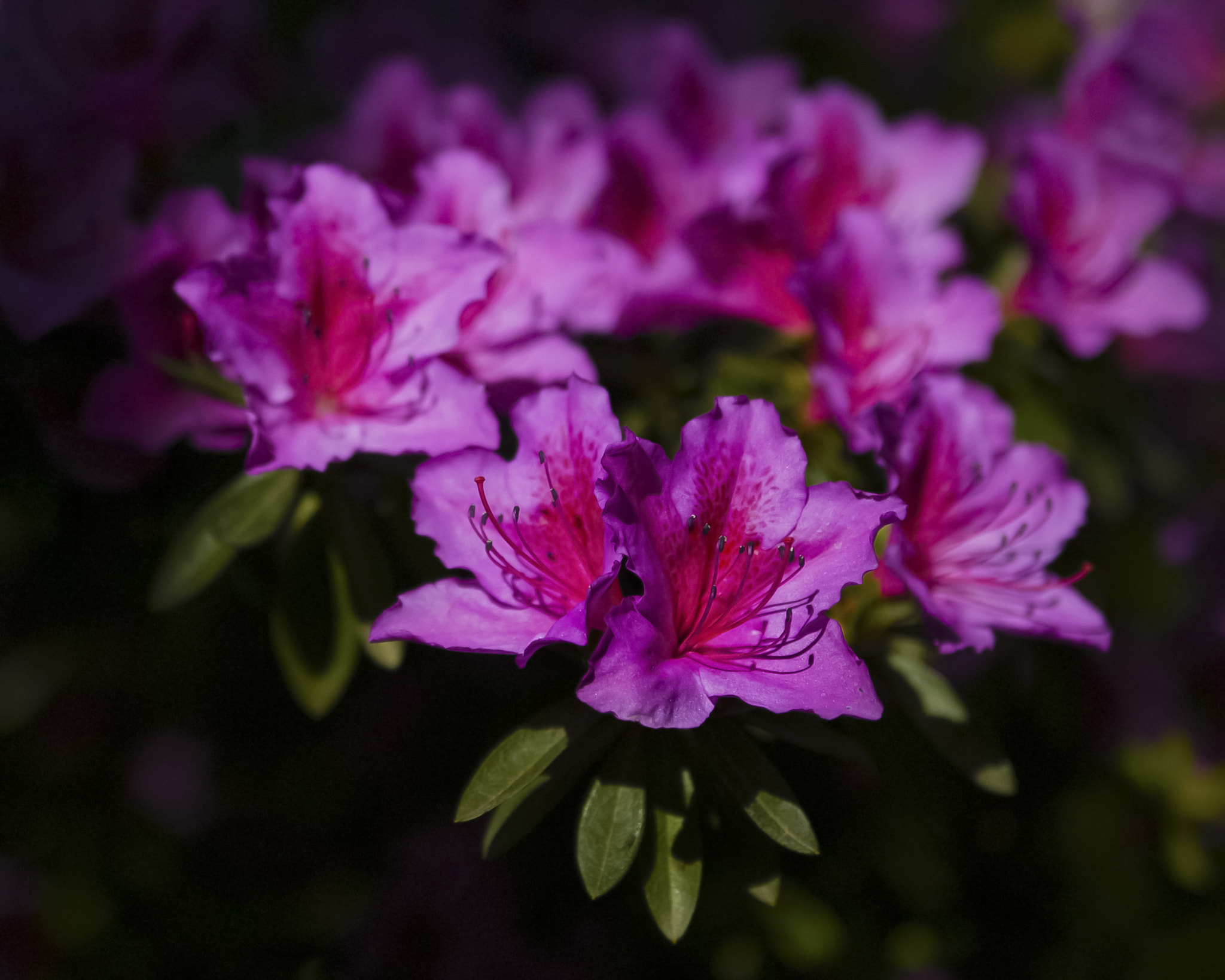 Canon EOS-1Ds sample photo. Purple flowers photography