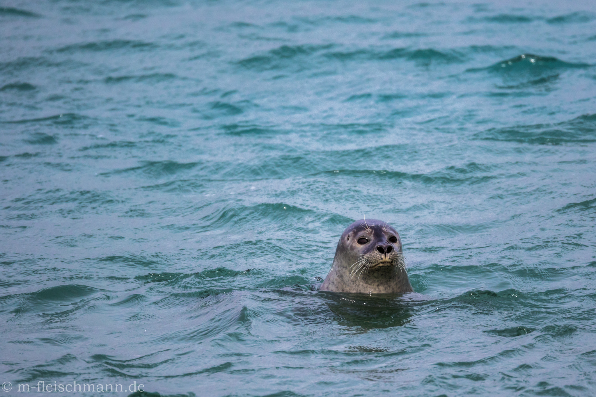 Canon EF 800mm F5.6L IS USM sample photo. Iceland - seal photography