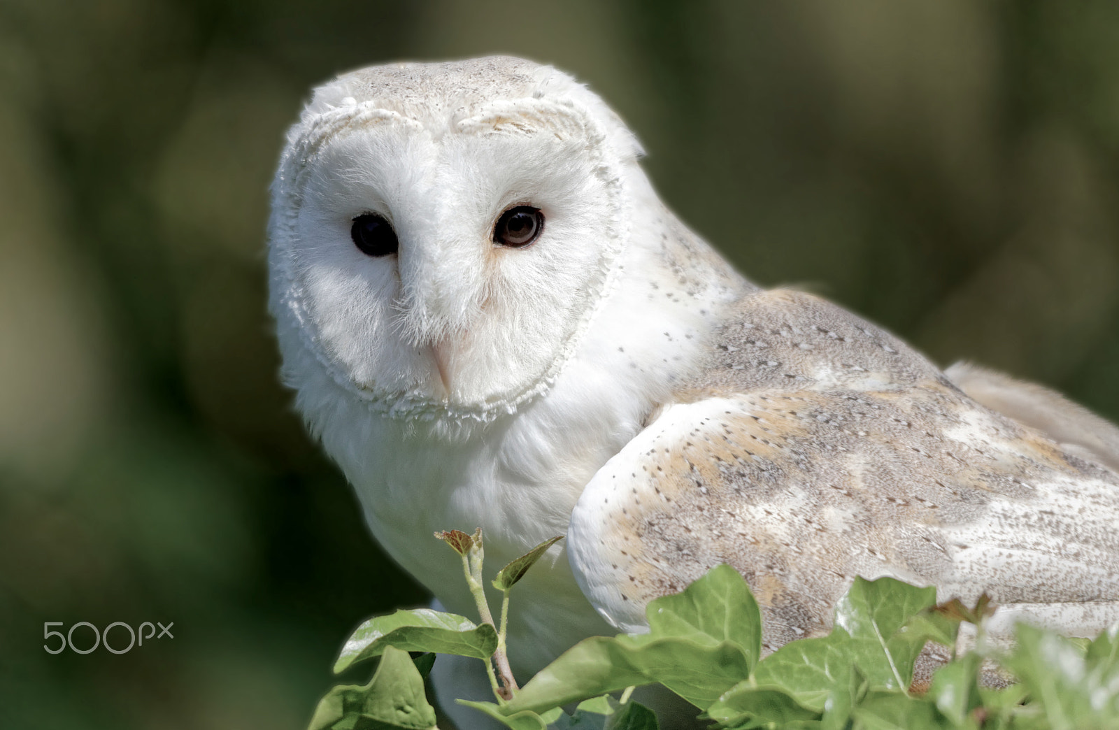 Sigma 150-500mm F5-6.3 DG OS HSM sample photo. Barn owl photography